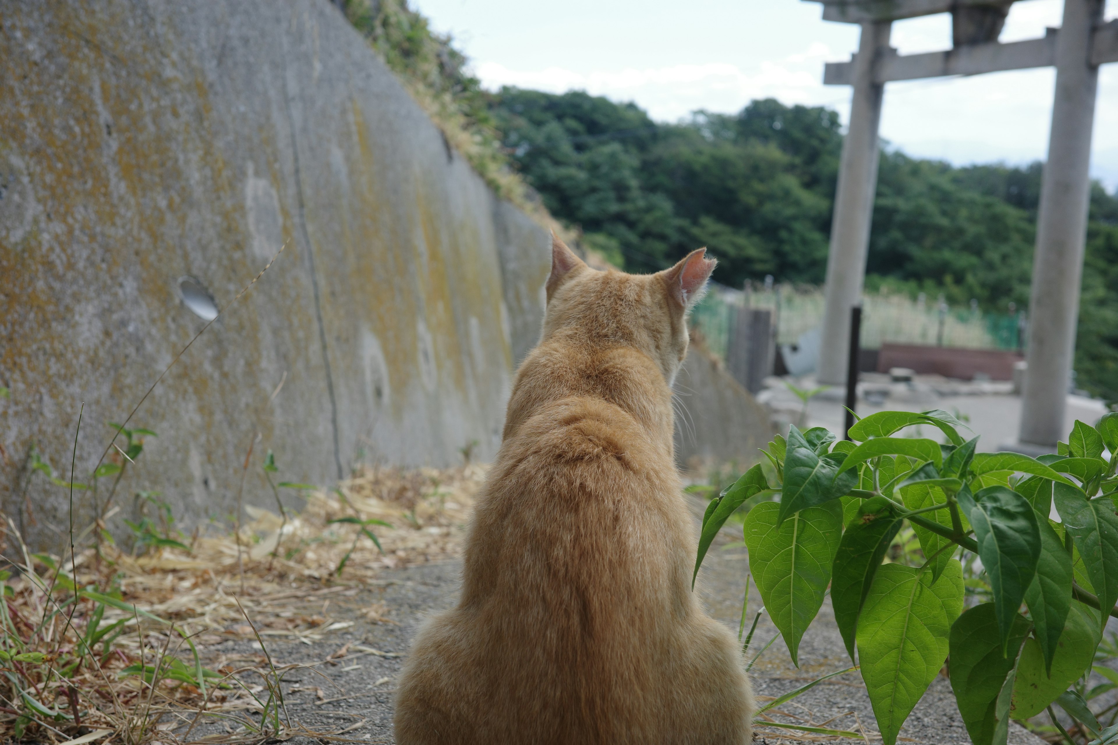 A cat sitting quietly with its back turned in a serene outdoor setting