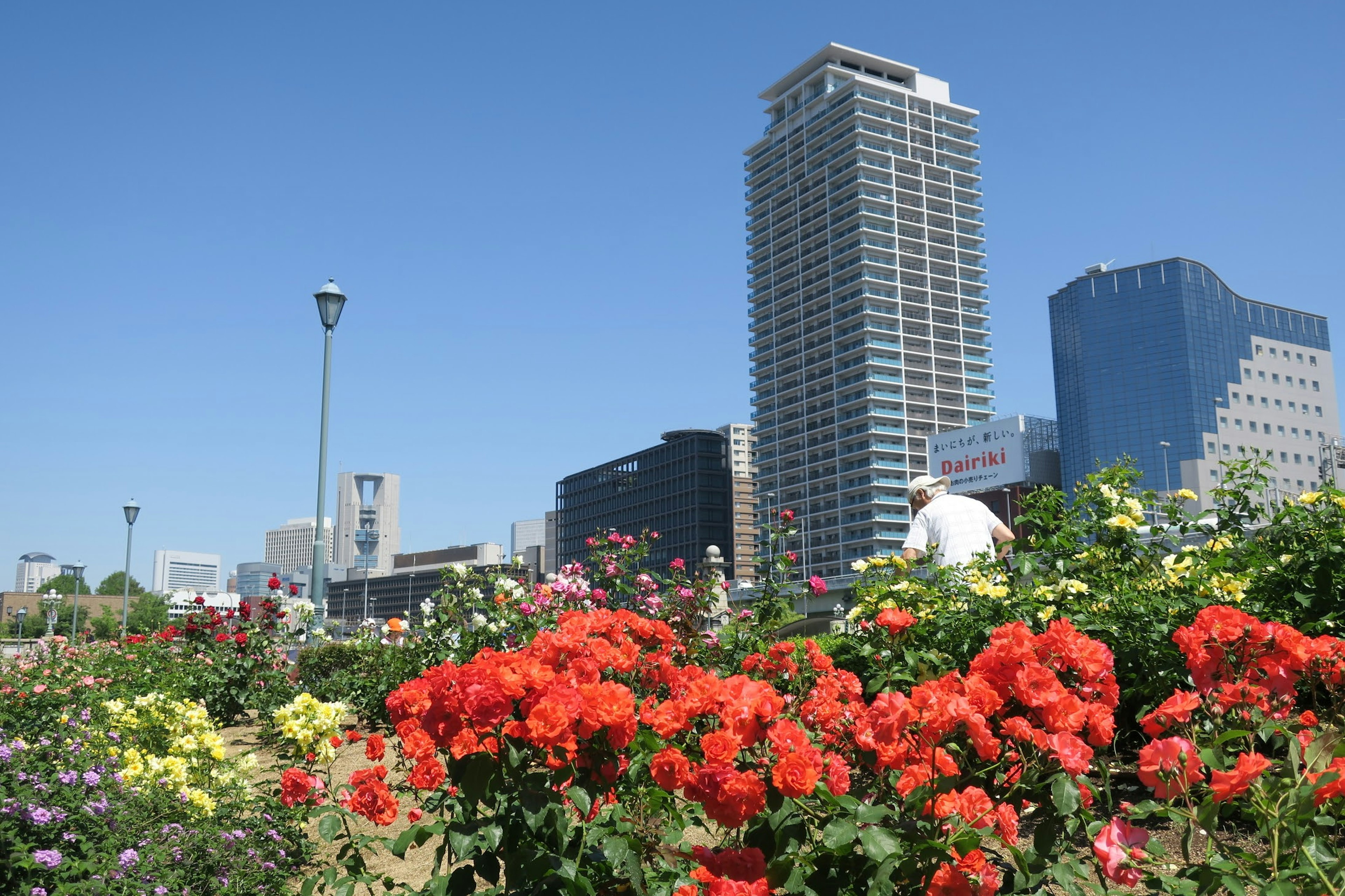 Urban park scene with colorful flowers and skyscrapers