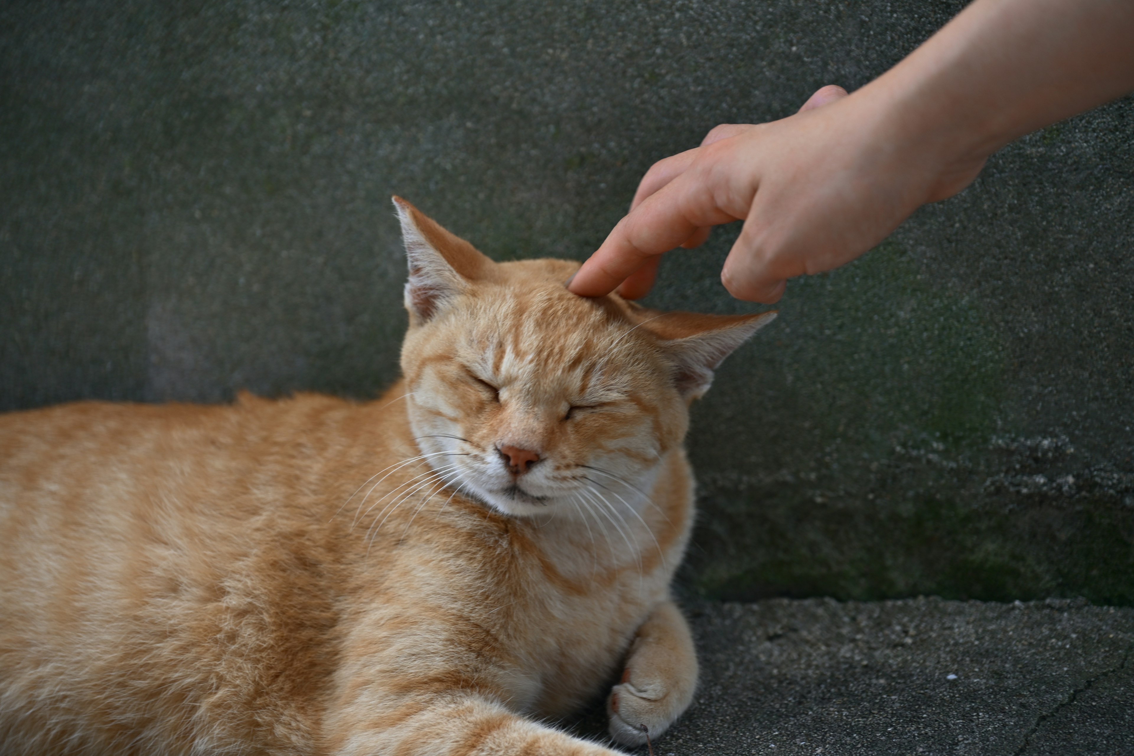 Kucing oranye yang sedang dielus oleh tangan