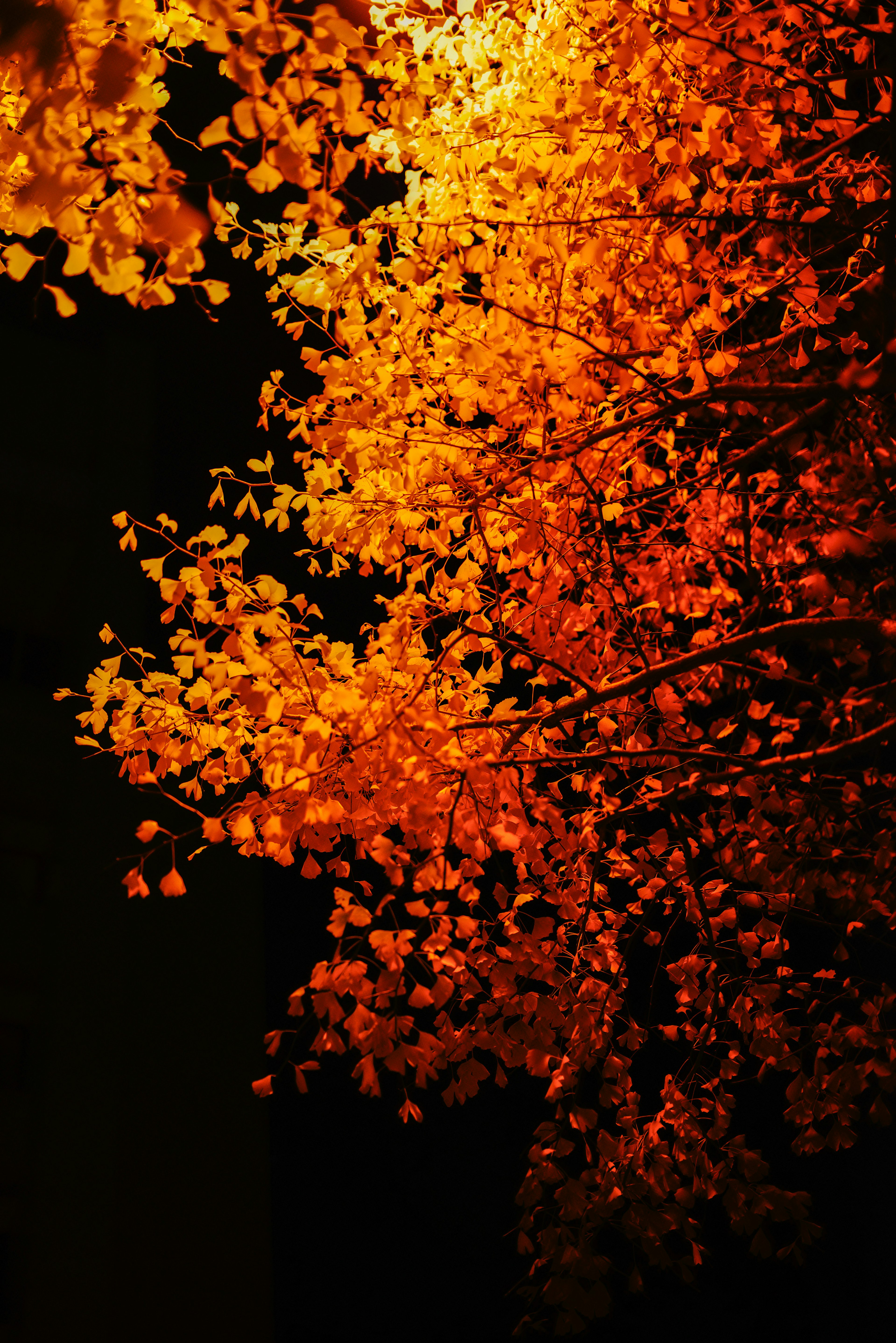 Vibrant orange autumn leaves illuminated against a dark background