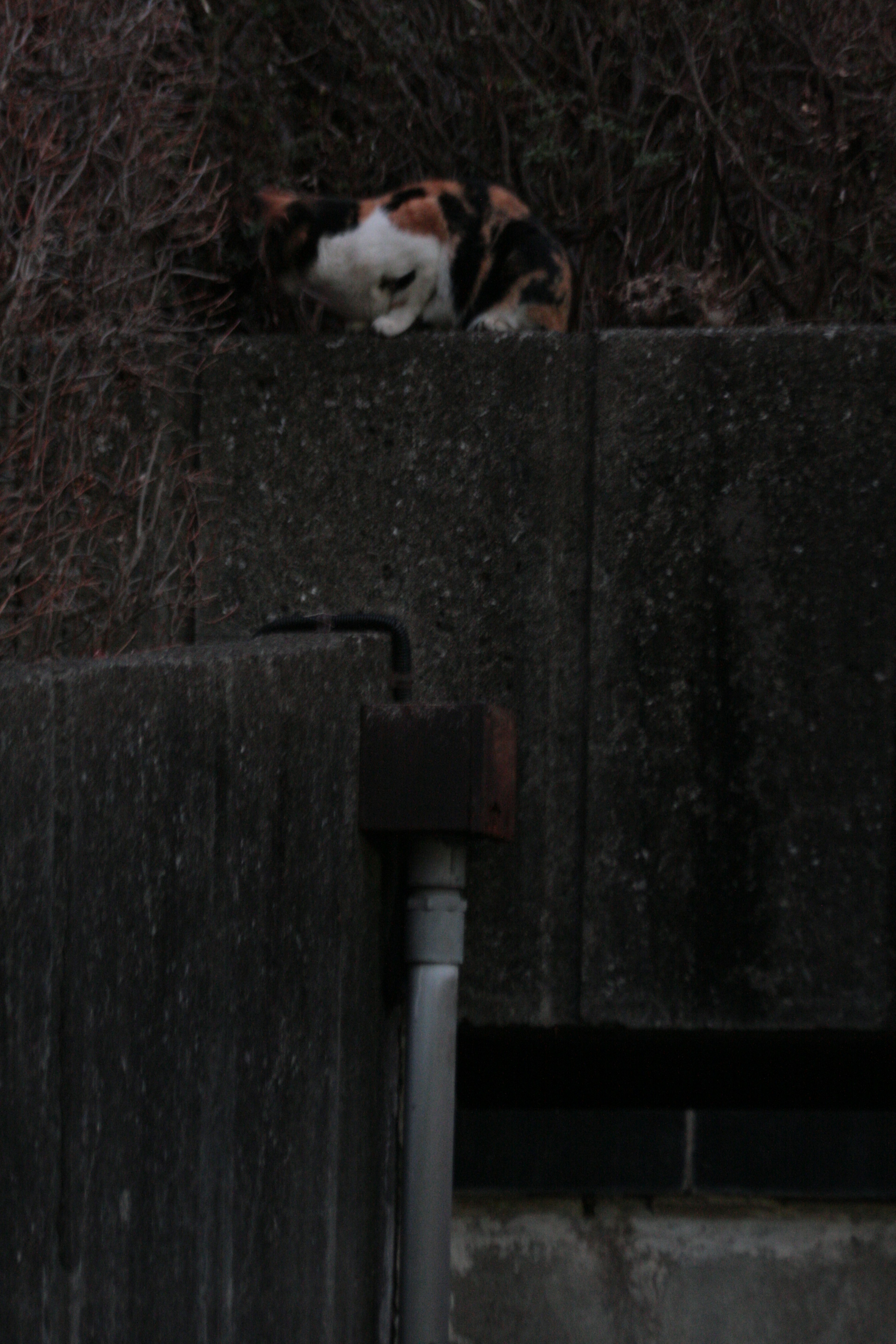 A calico cat resting on top of a concrete wall