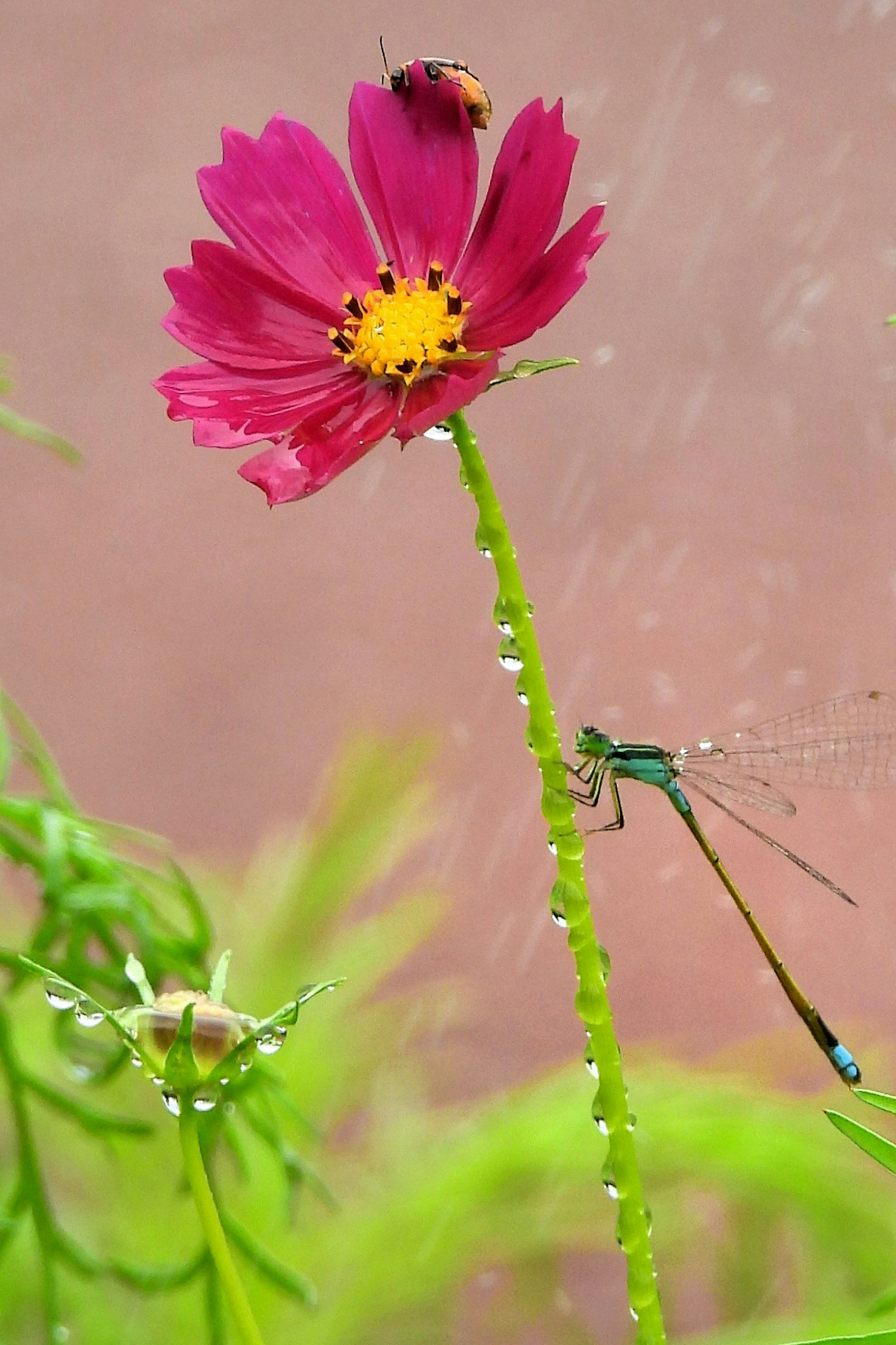 A vibrant pink flower with a dragonfly and a small insect nearby