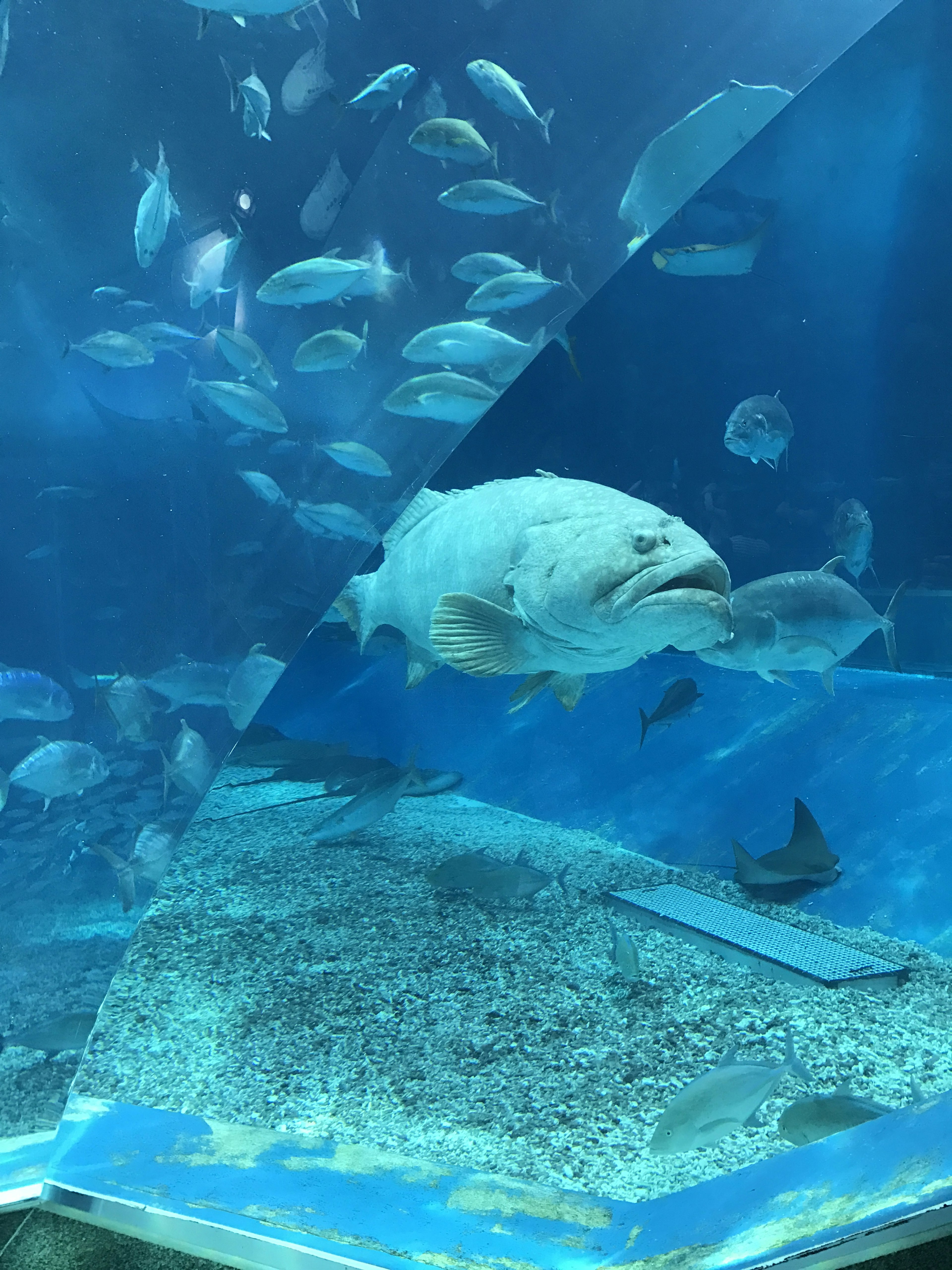 Pez grande nadando en un acuario con peces más pequeños en un ambiente azul