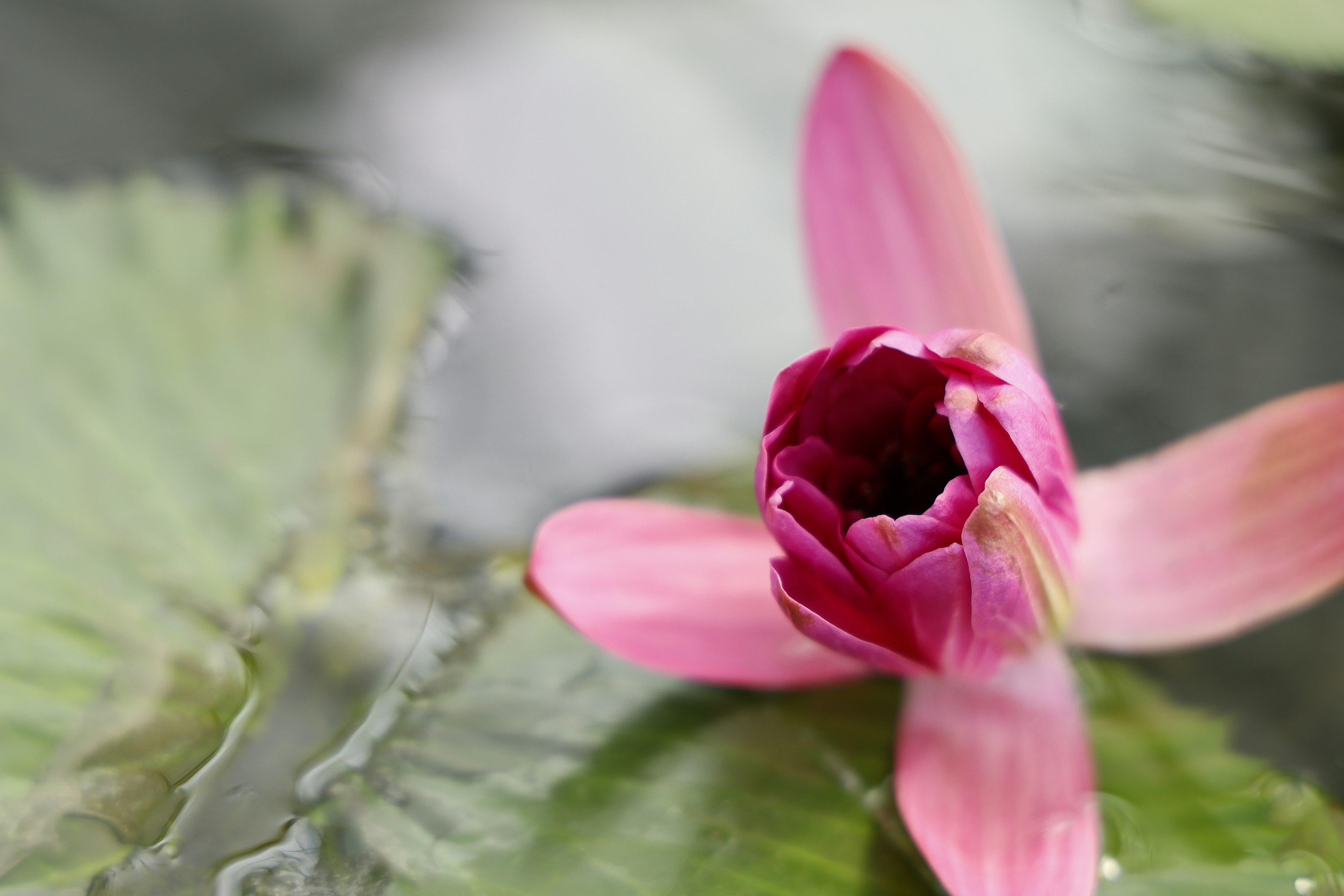 Eine schöne rosa Blume, die auf dem Wasser mit grünen Blättern schwimmt