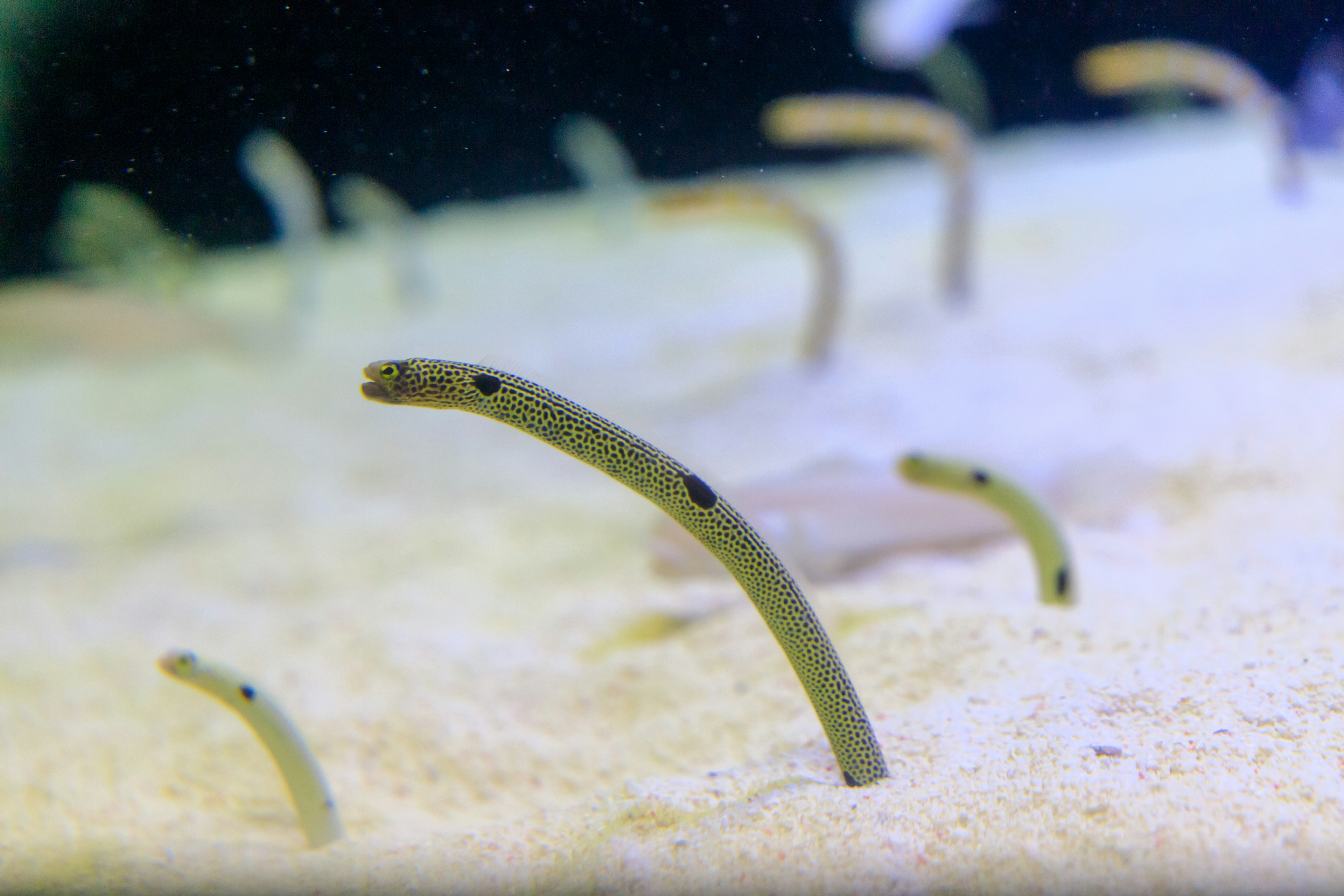 A group of fish resembling eels emerging from the sand