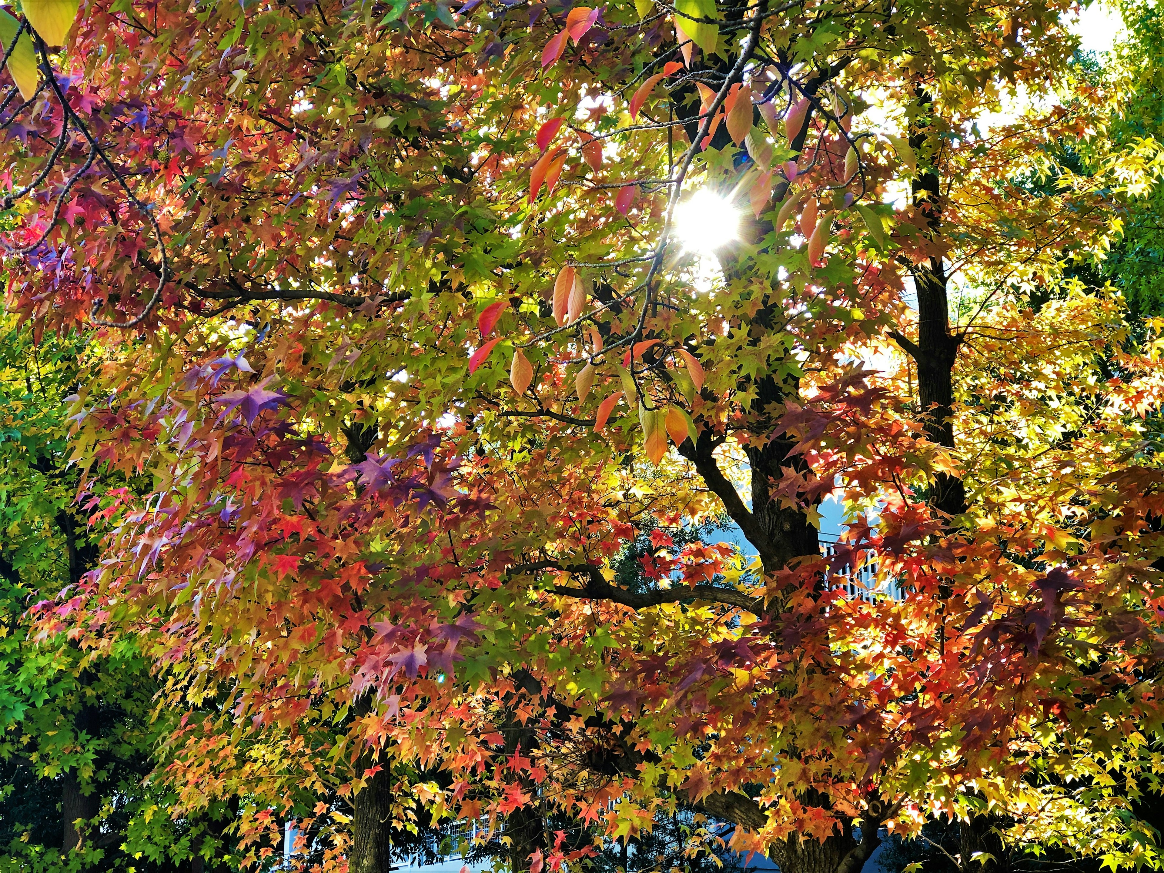 Sunlight shining through vibrant autumn leaves on trees