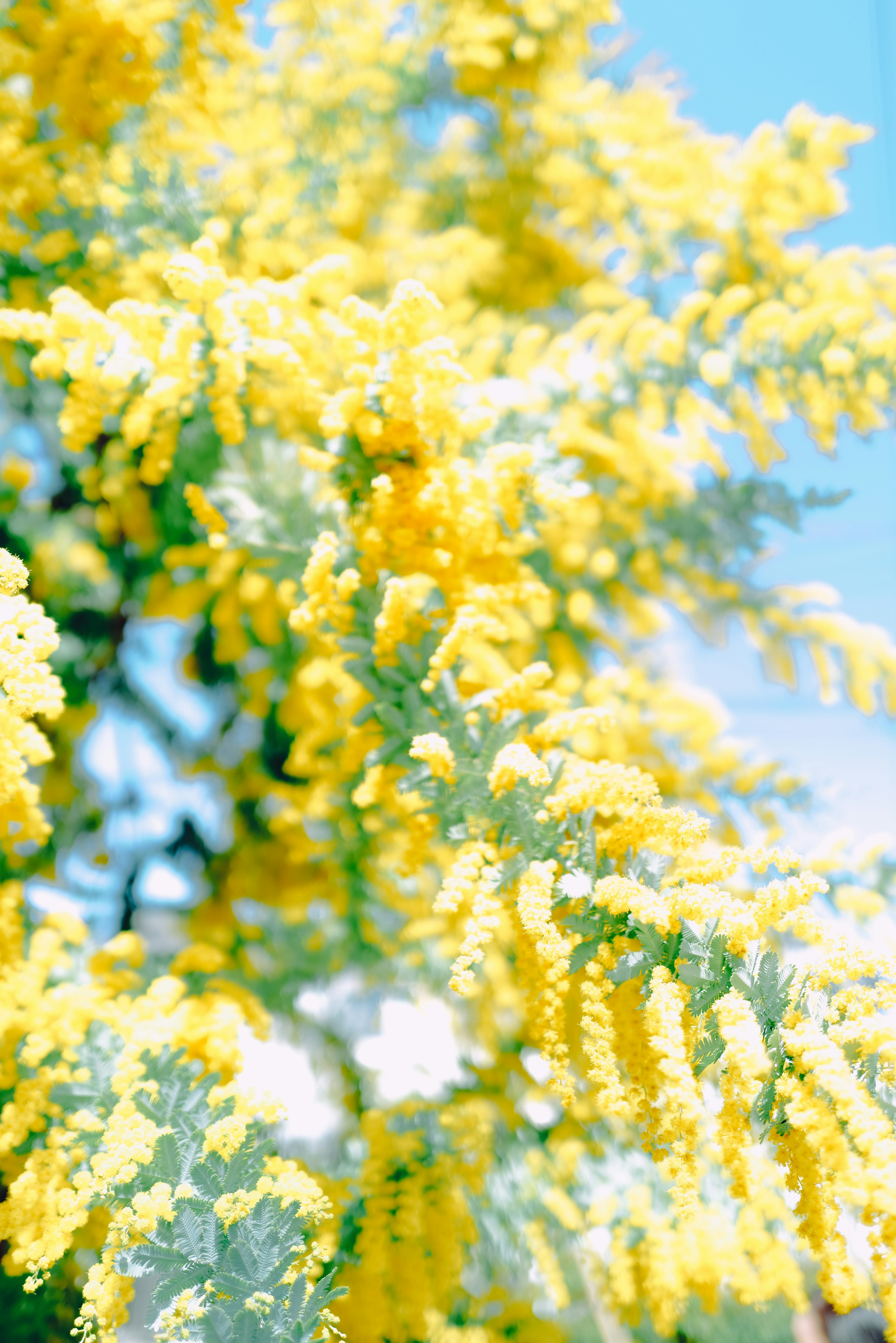 Yellow mimosa flowers blooming under a bright blue sky