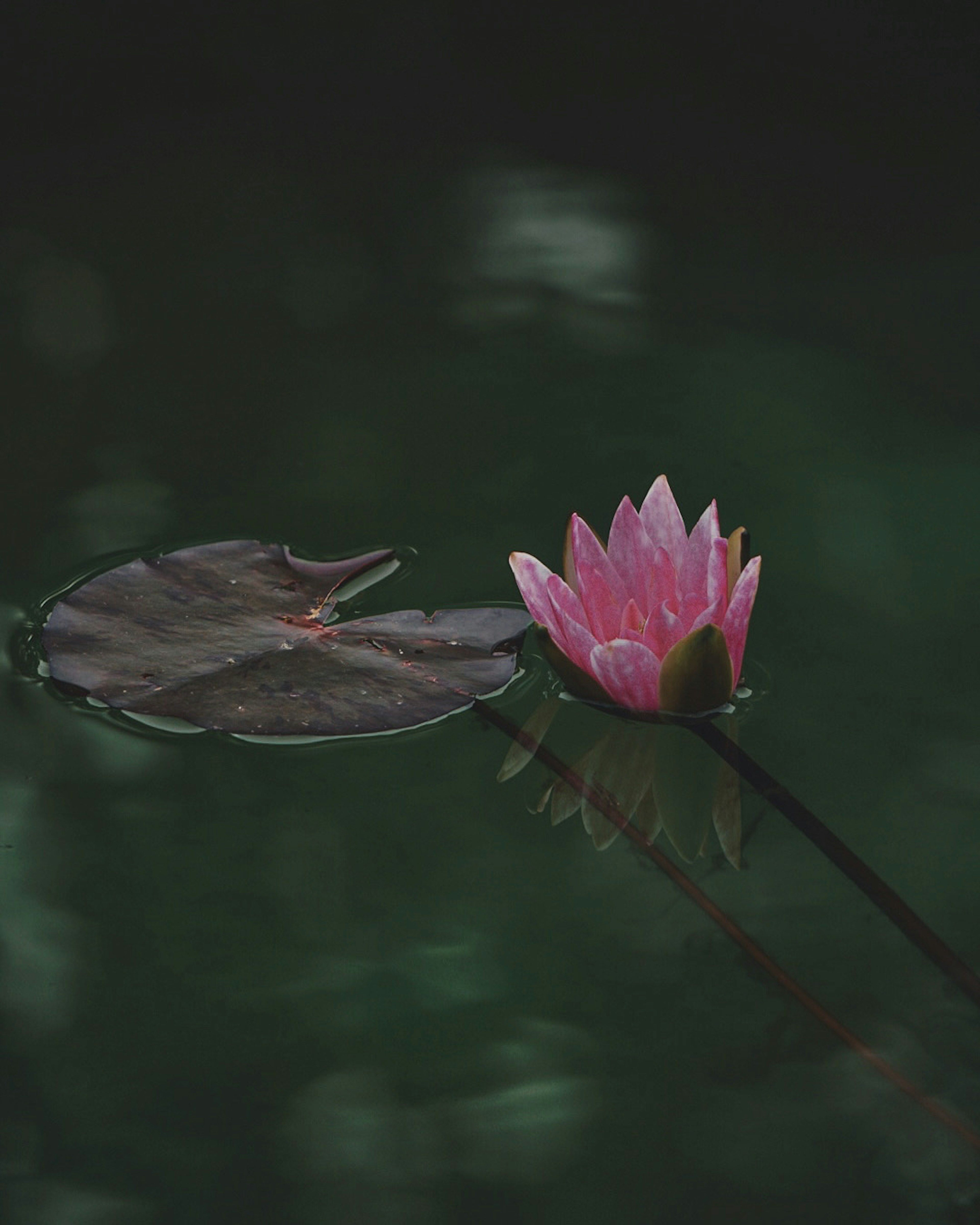 Pink water lily and leaf floating on the water surface