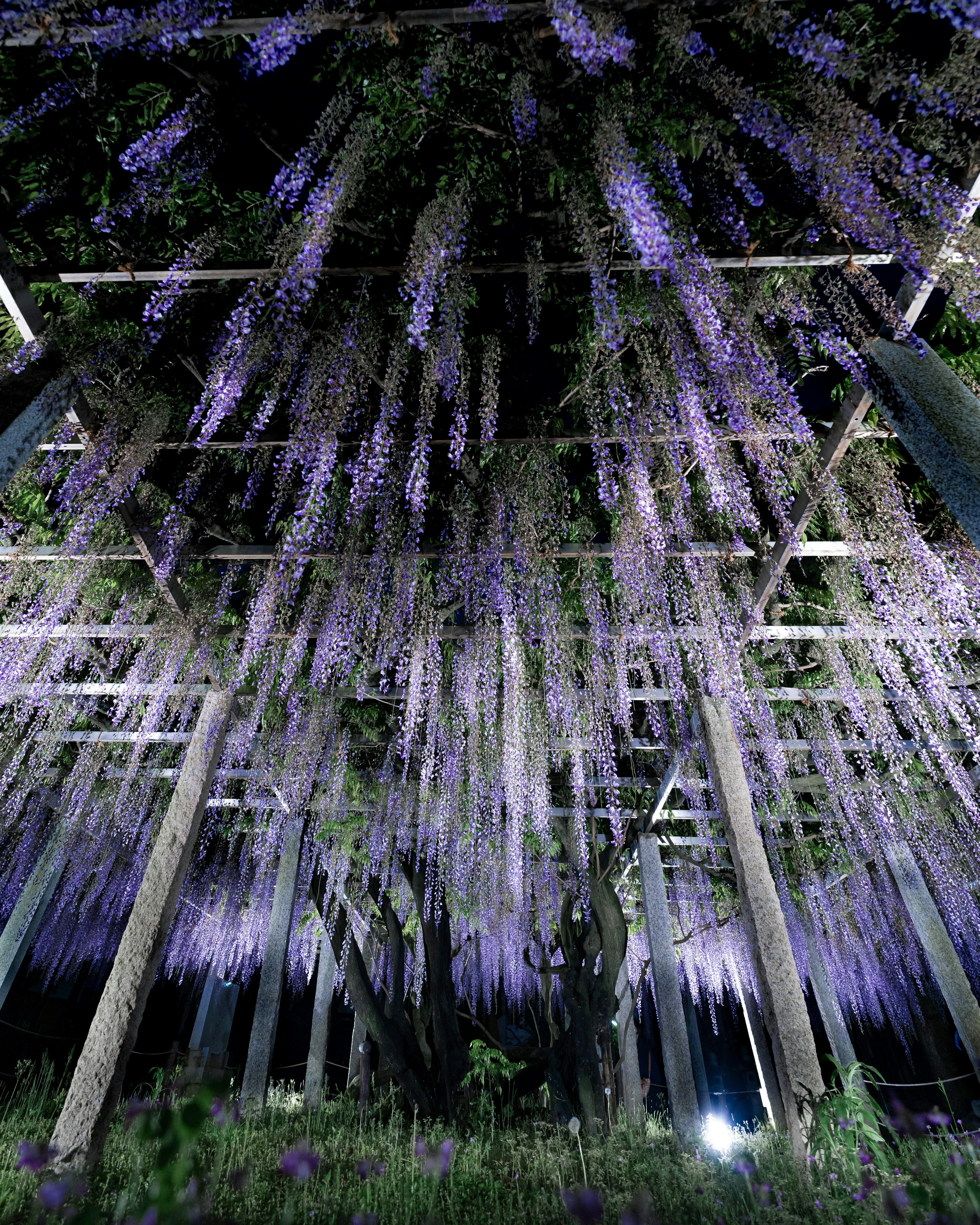 Pemandangan menakjubkan bunga wisteria yang tergantung di malam hari