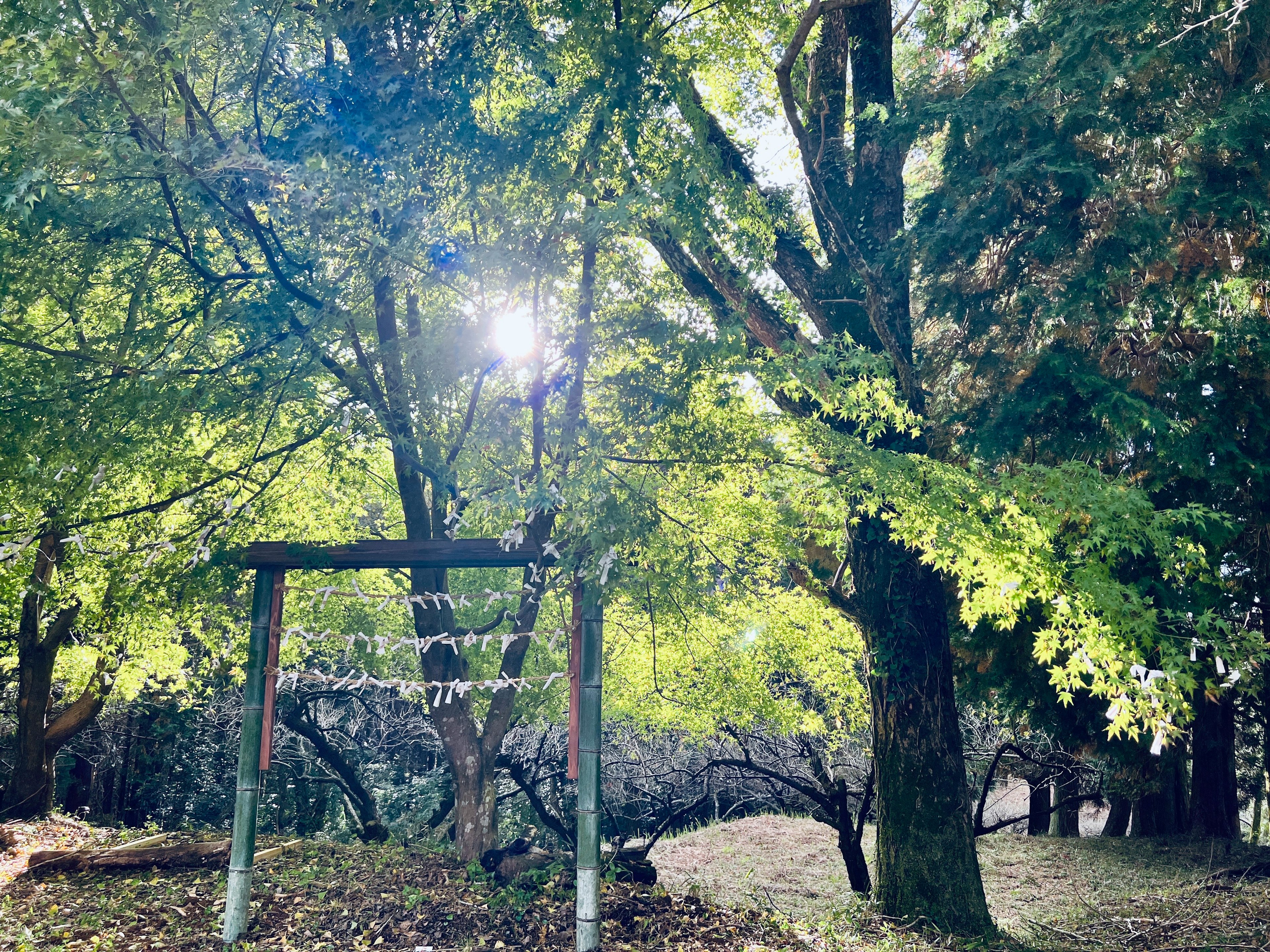 Torii-Tor in einem üppigen grünen Wald mit Sonnenlicht, das durch die Bäume scheint