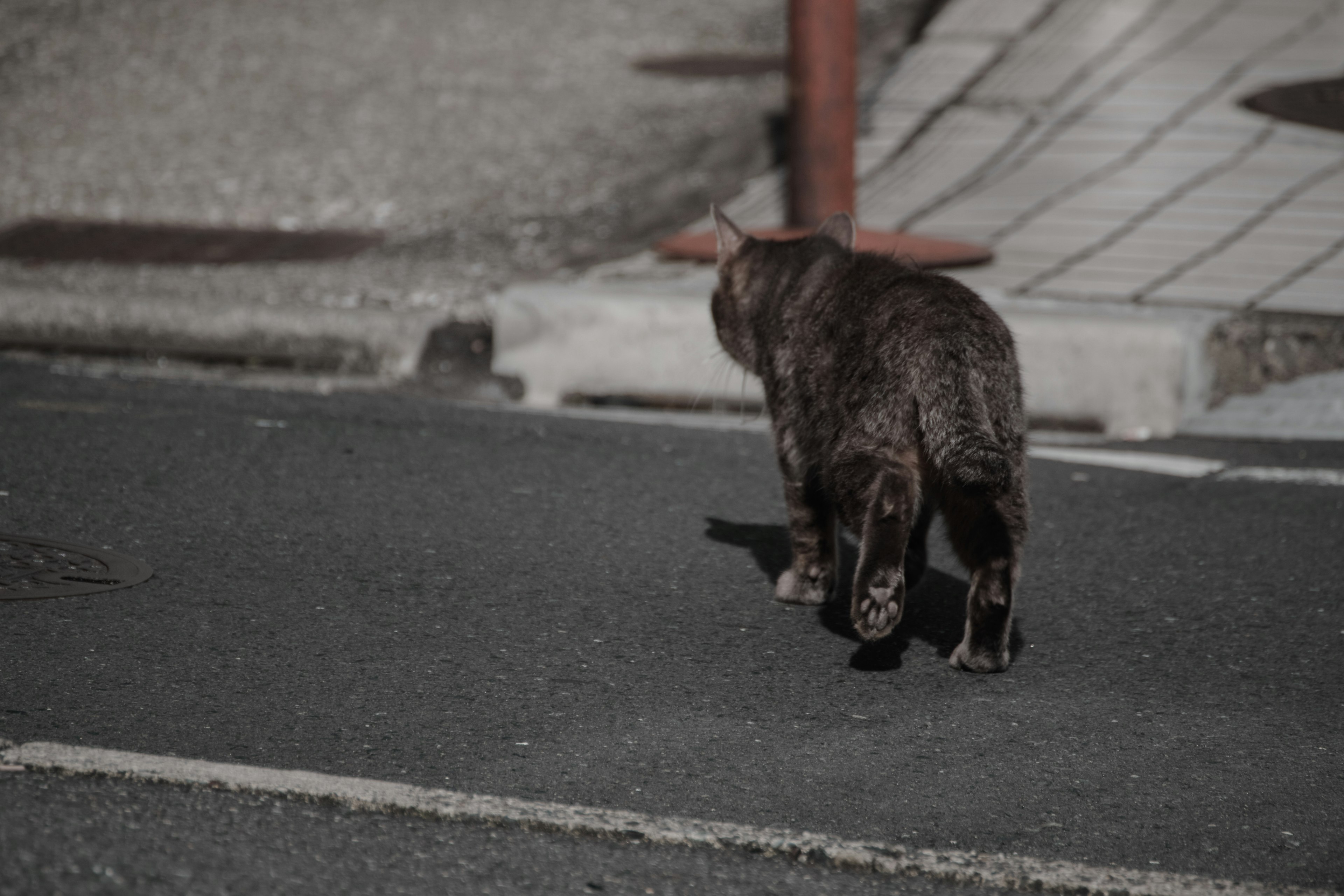 Un gato caminando por la carretera