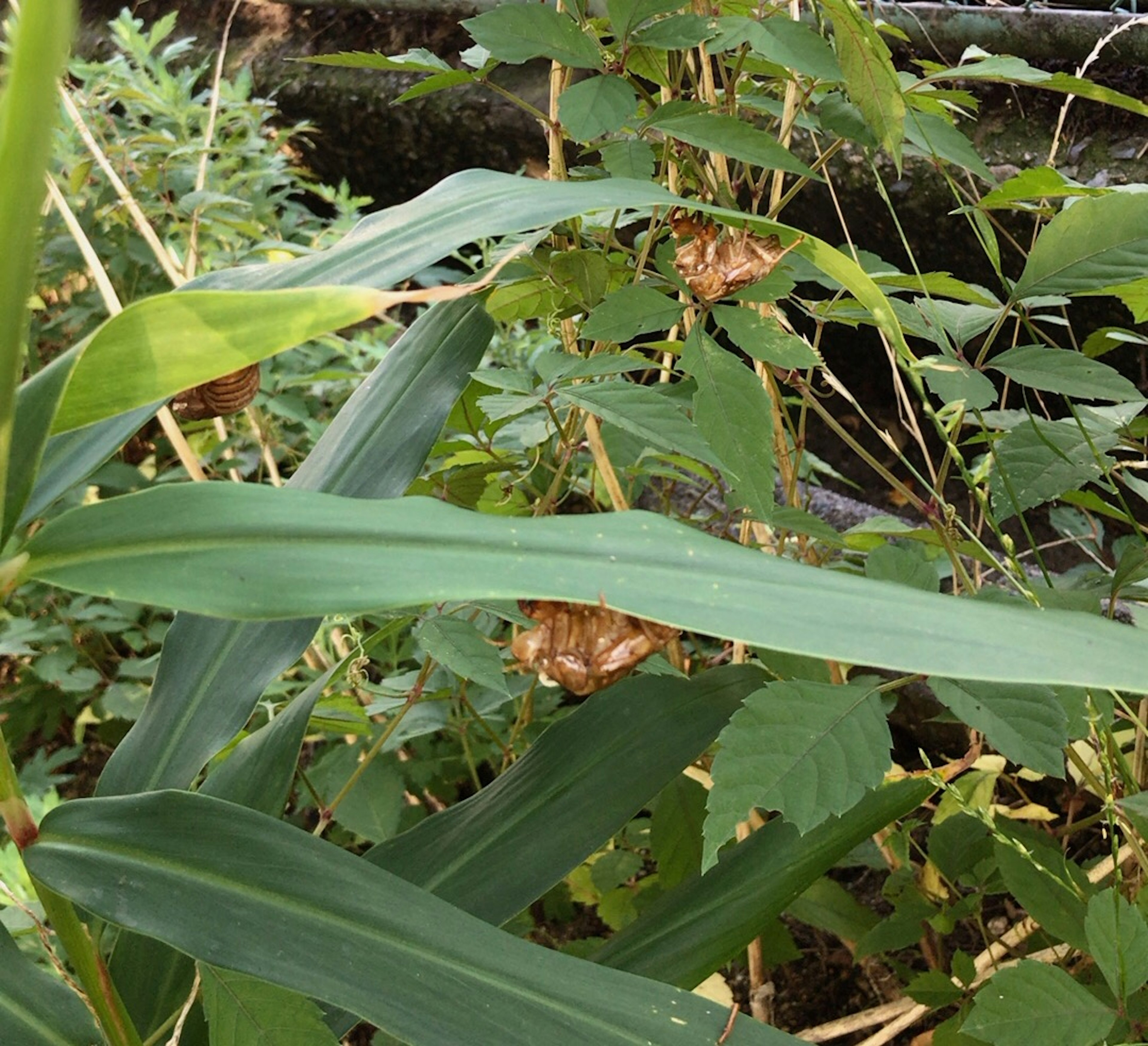 Foto zeigt Zikadenschalen, die zwischen grünen Blättern und Büschen versteckt sind