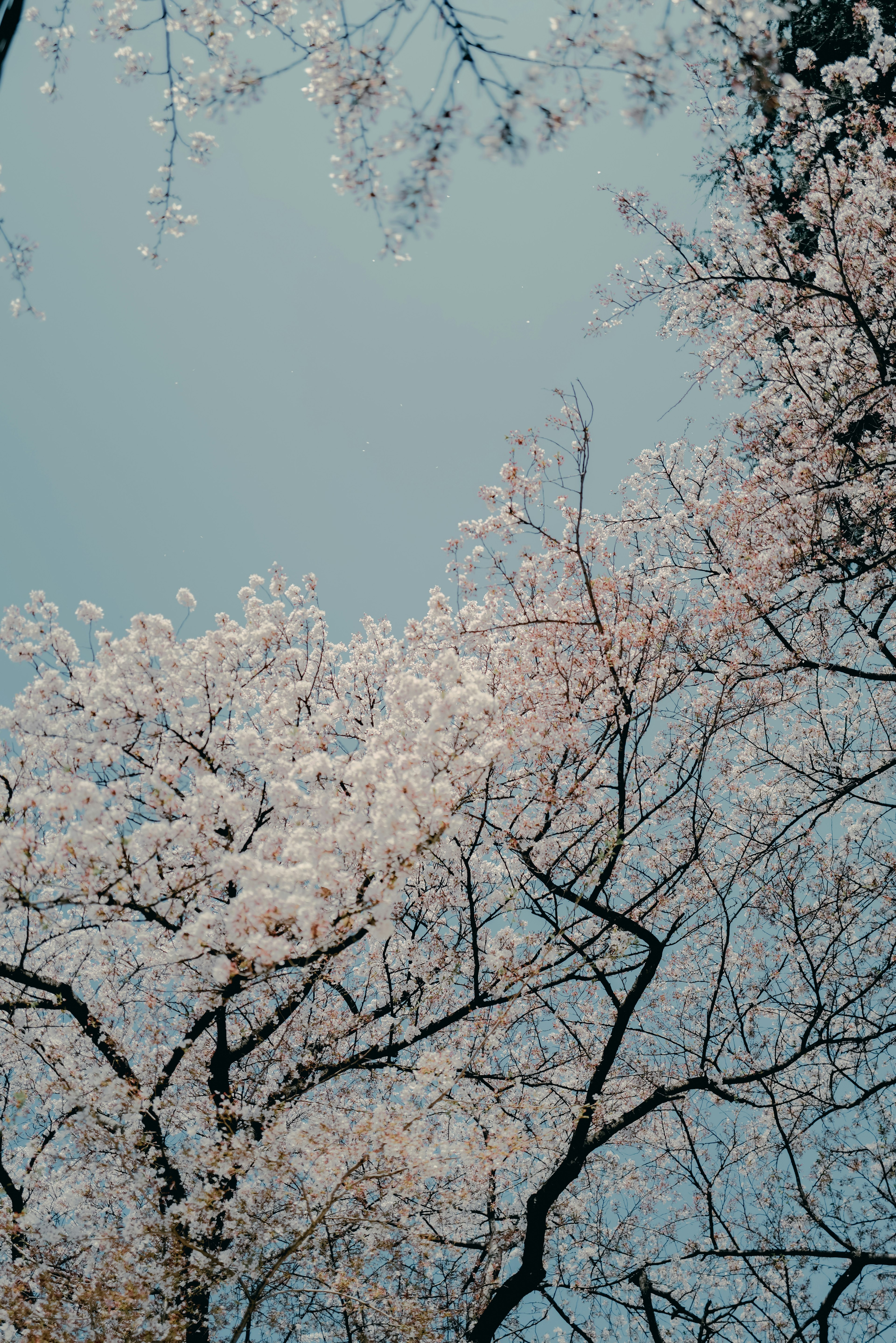 Kontras indah antara bunga sakura dan cabang di latar belakang langit biru