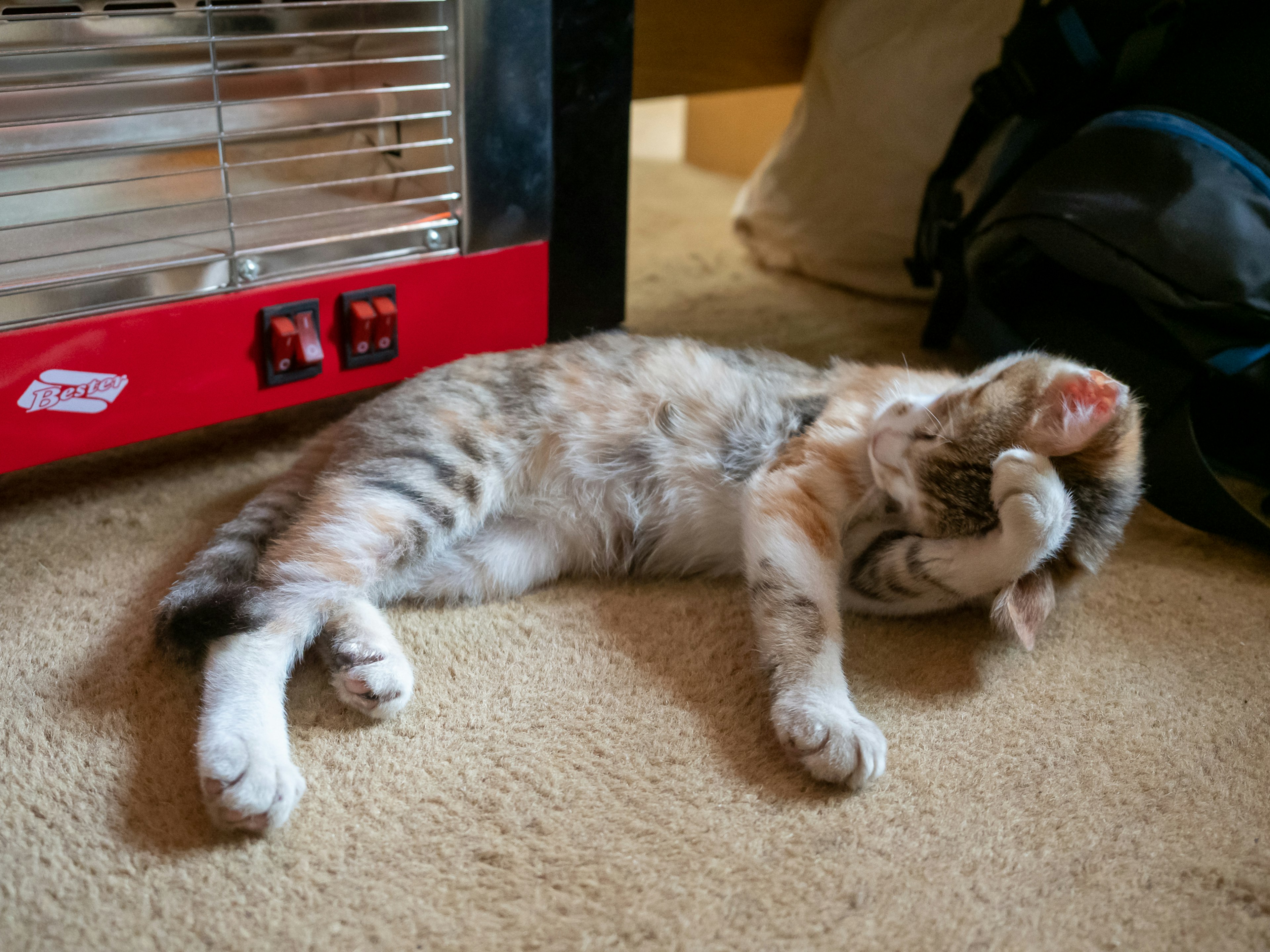 Un gato cubriendo su cara con una pata mientras duerme