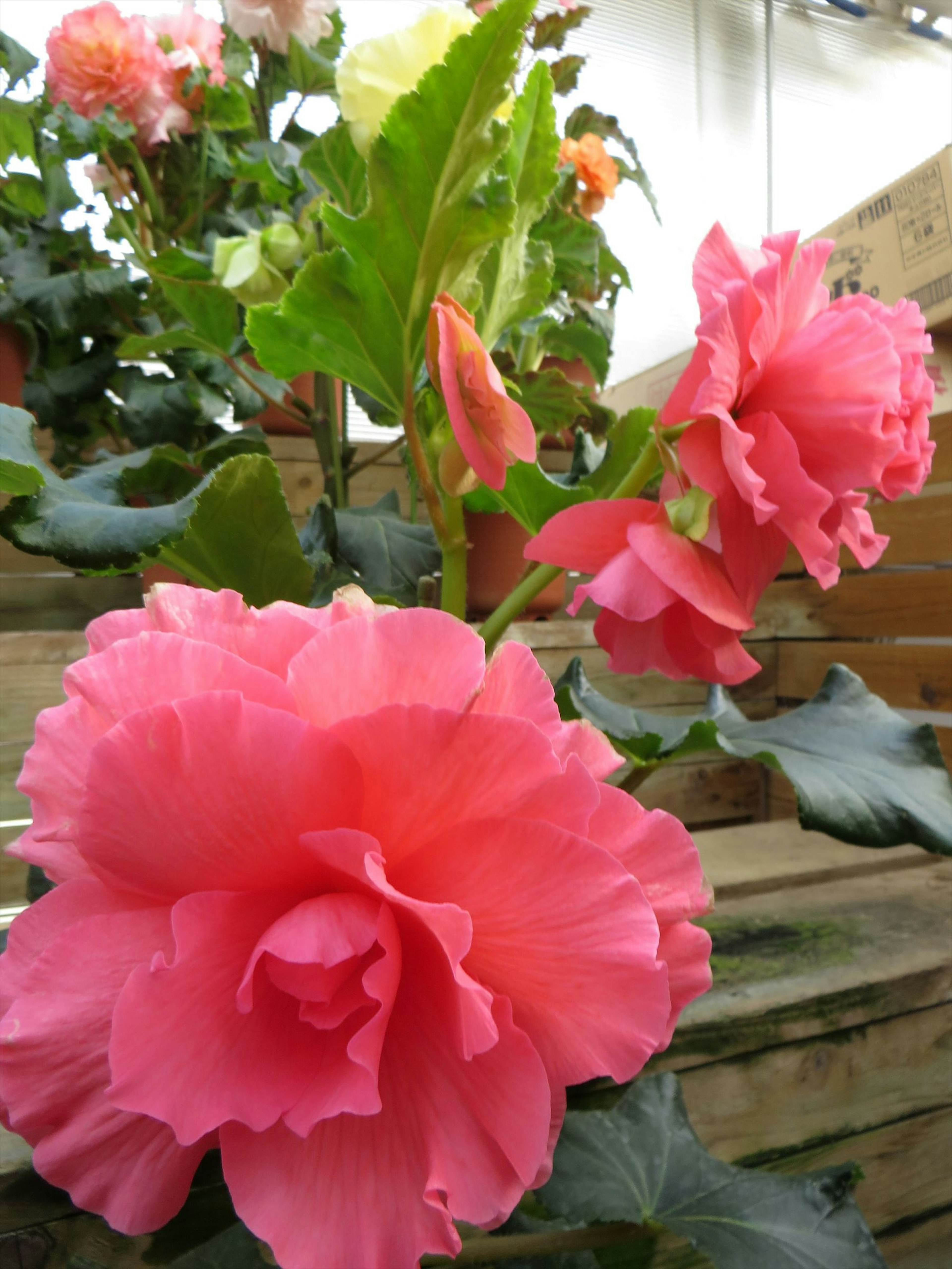 Pink begonia flowers in bloom with green leaves surrounding them