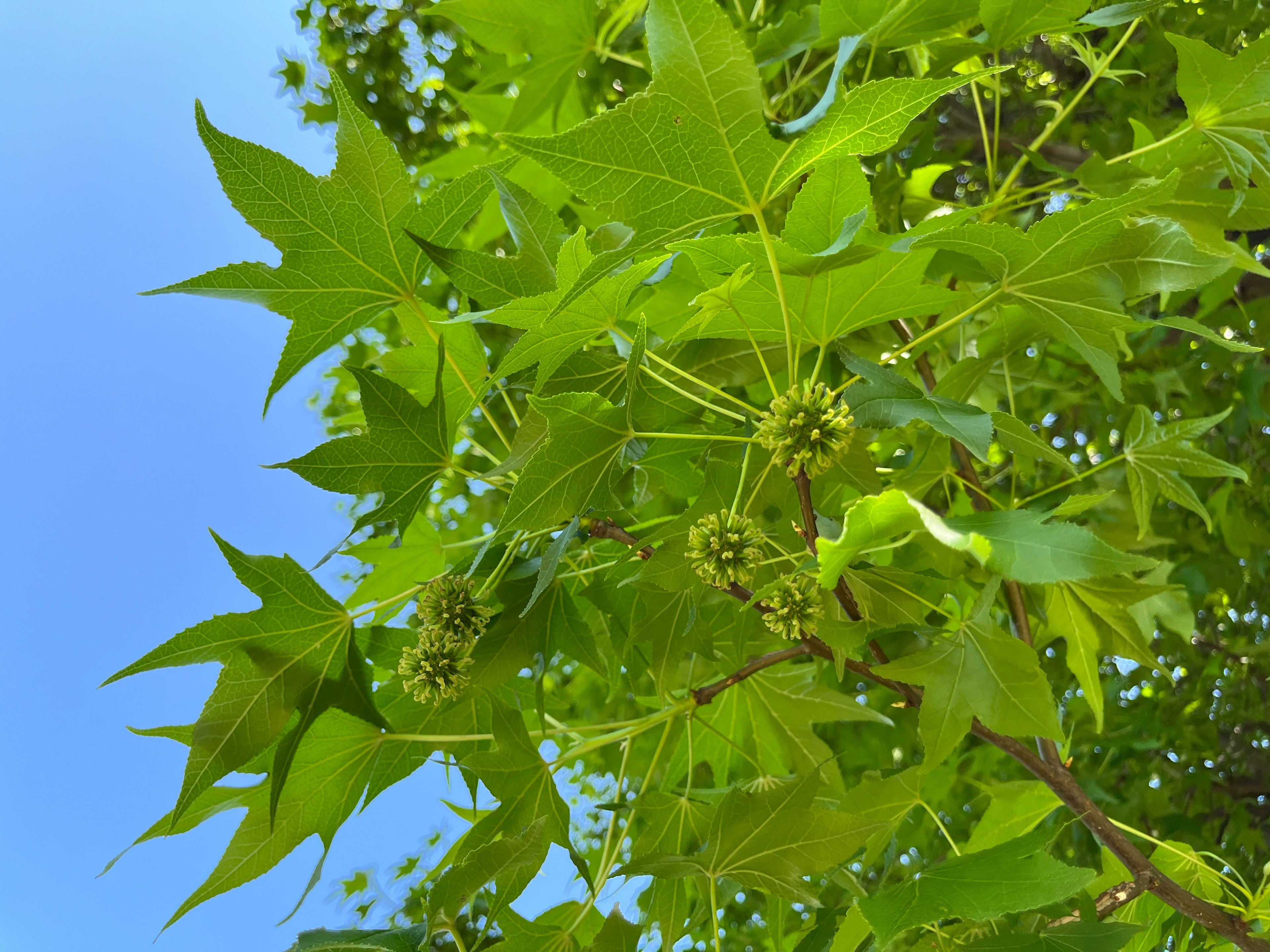 Green leaves against a blue sky background