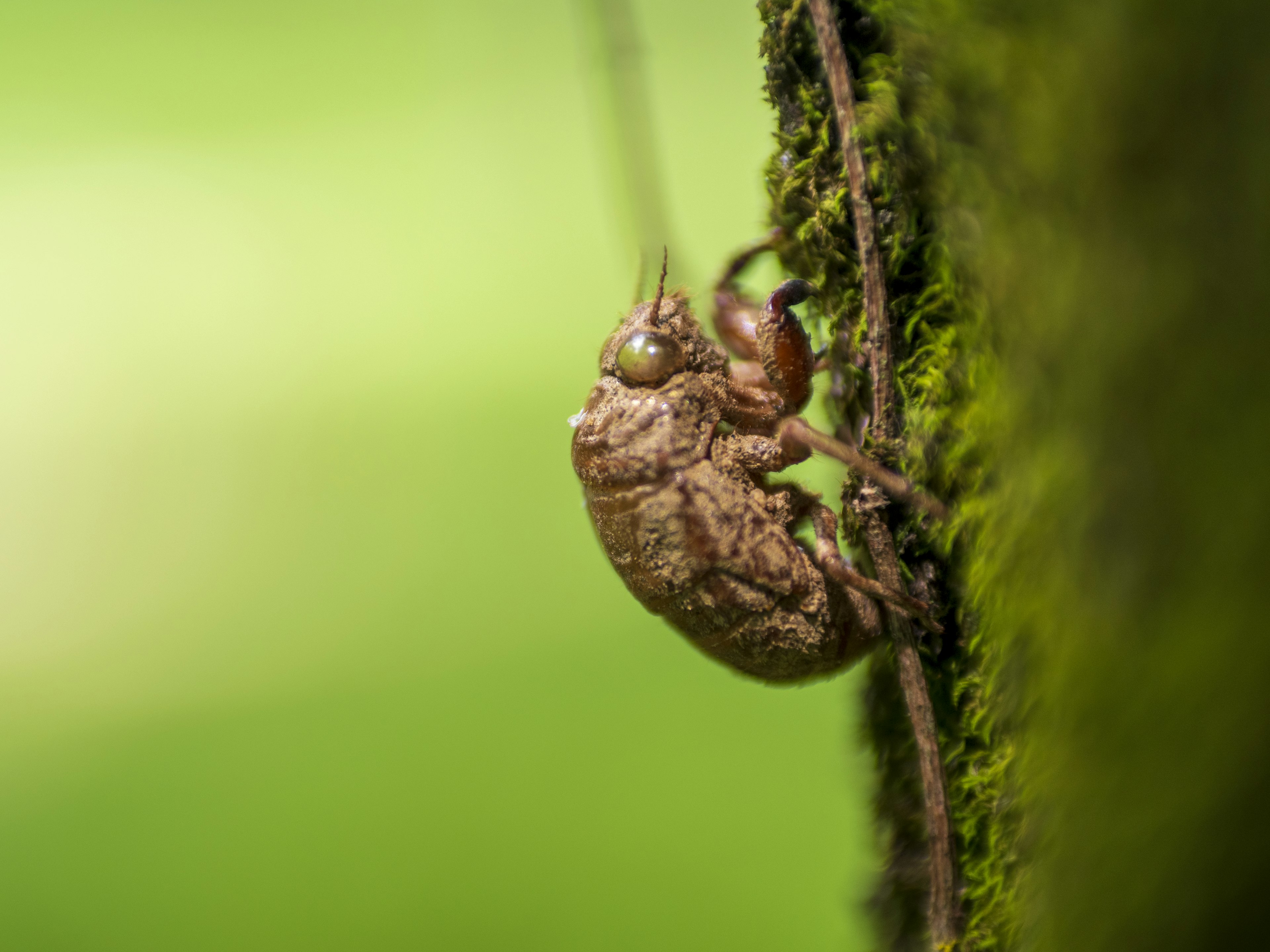 Close-up photo of a cicada on a tree trunk with a green background