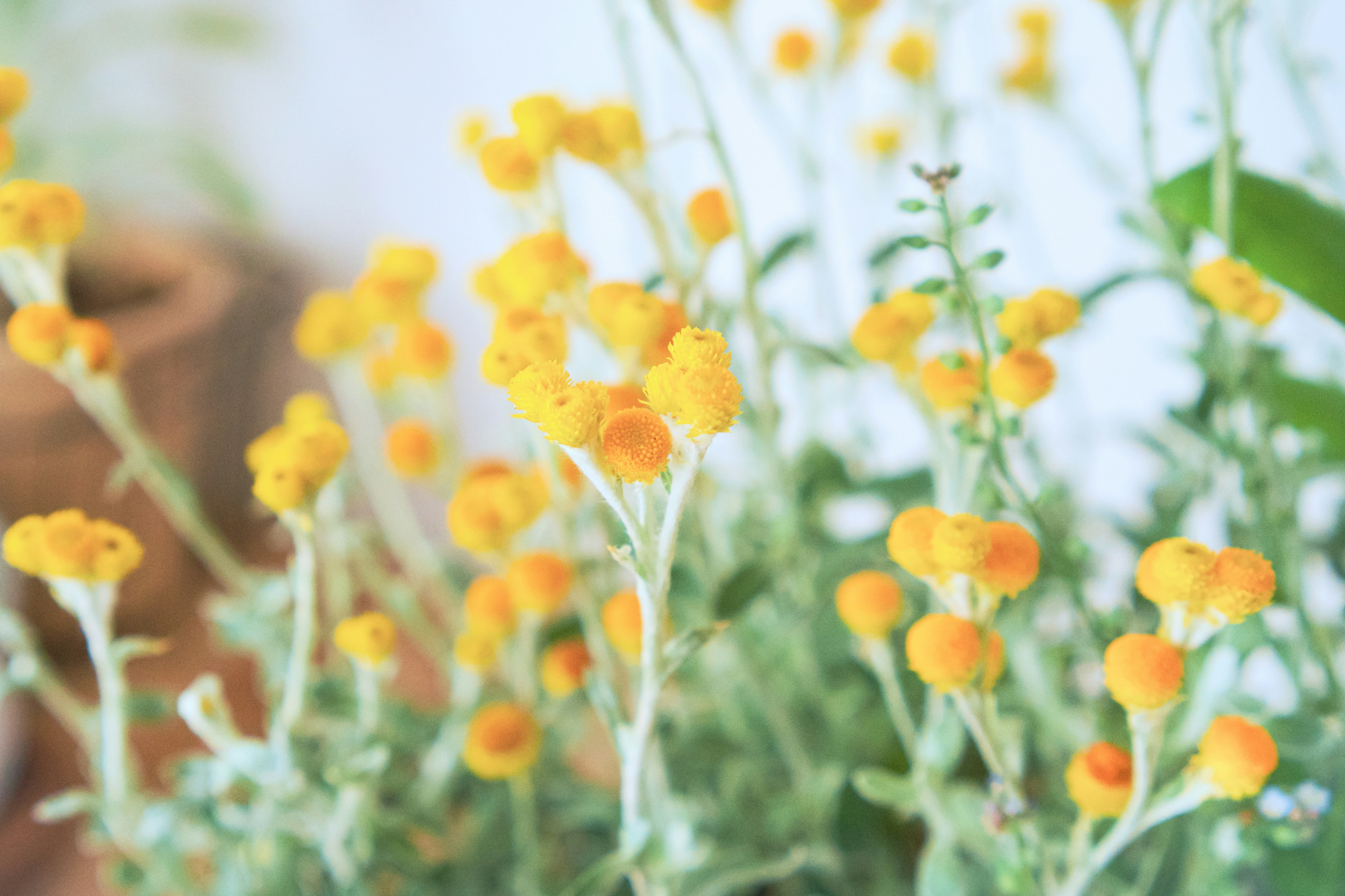 Close-up of plants with bright yellow flowers