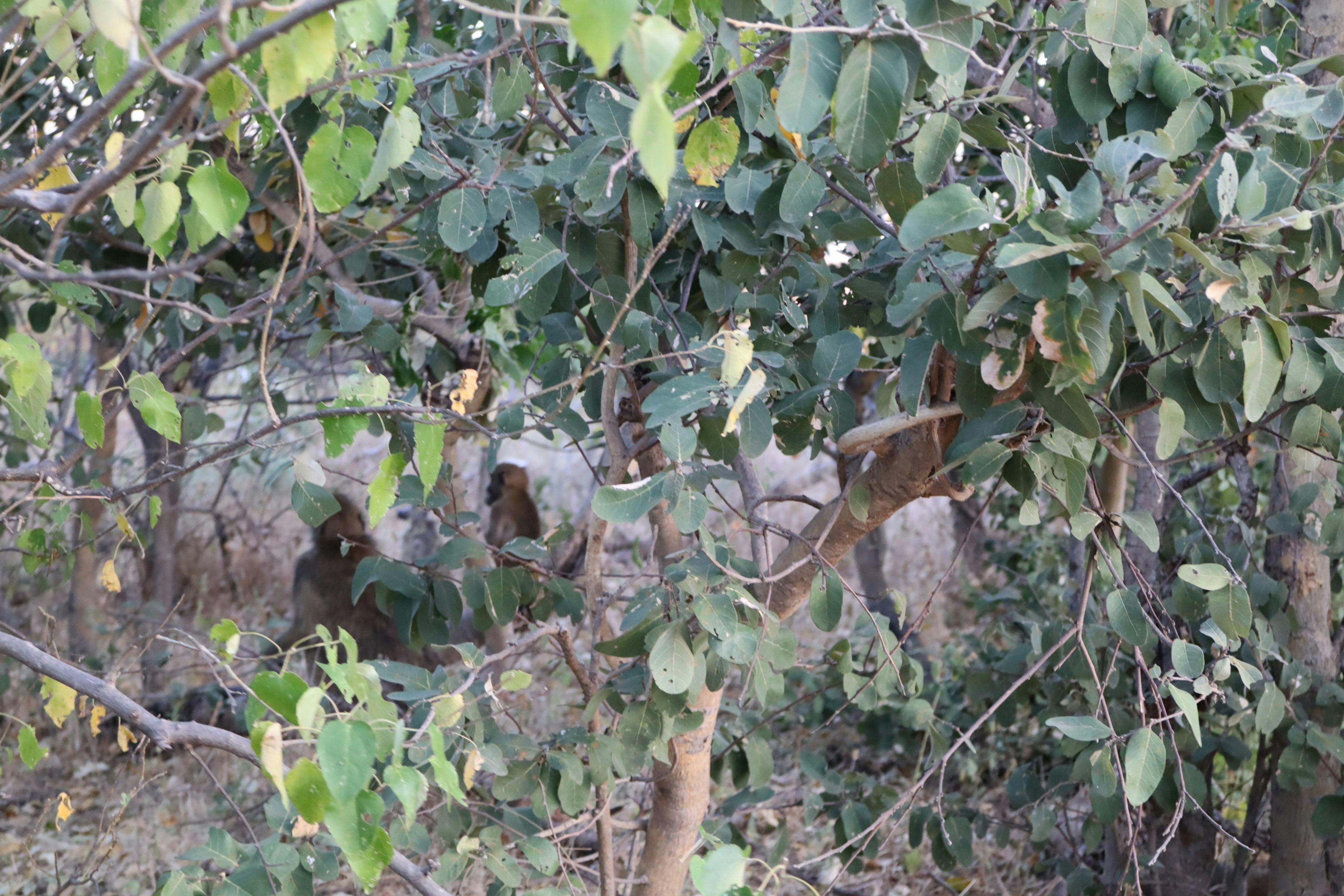 Close-up of green leaves on tree branches