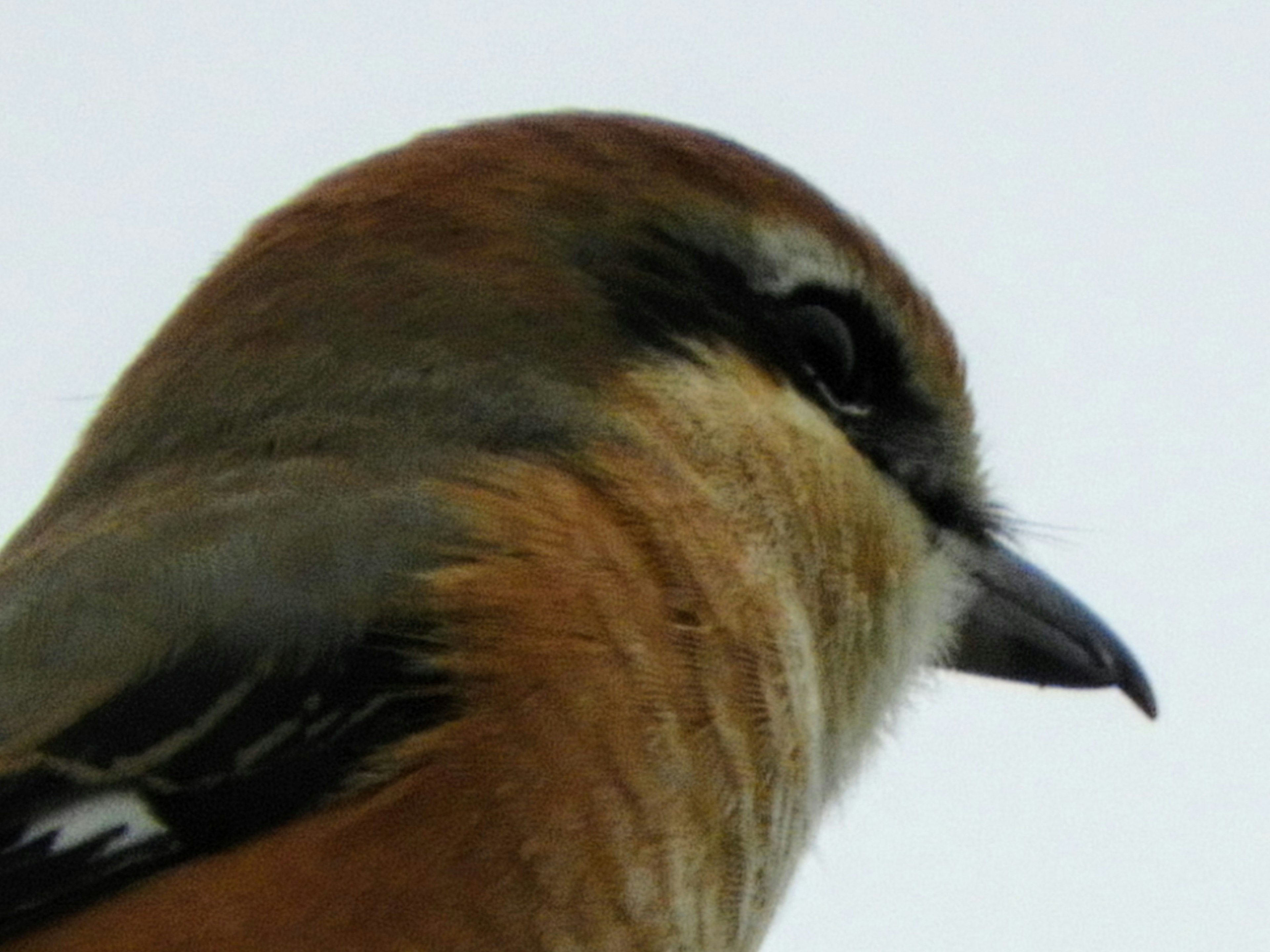 Close-up of a bird's profile featuring bright orange and gray feathers with a strong beak