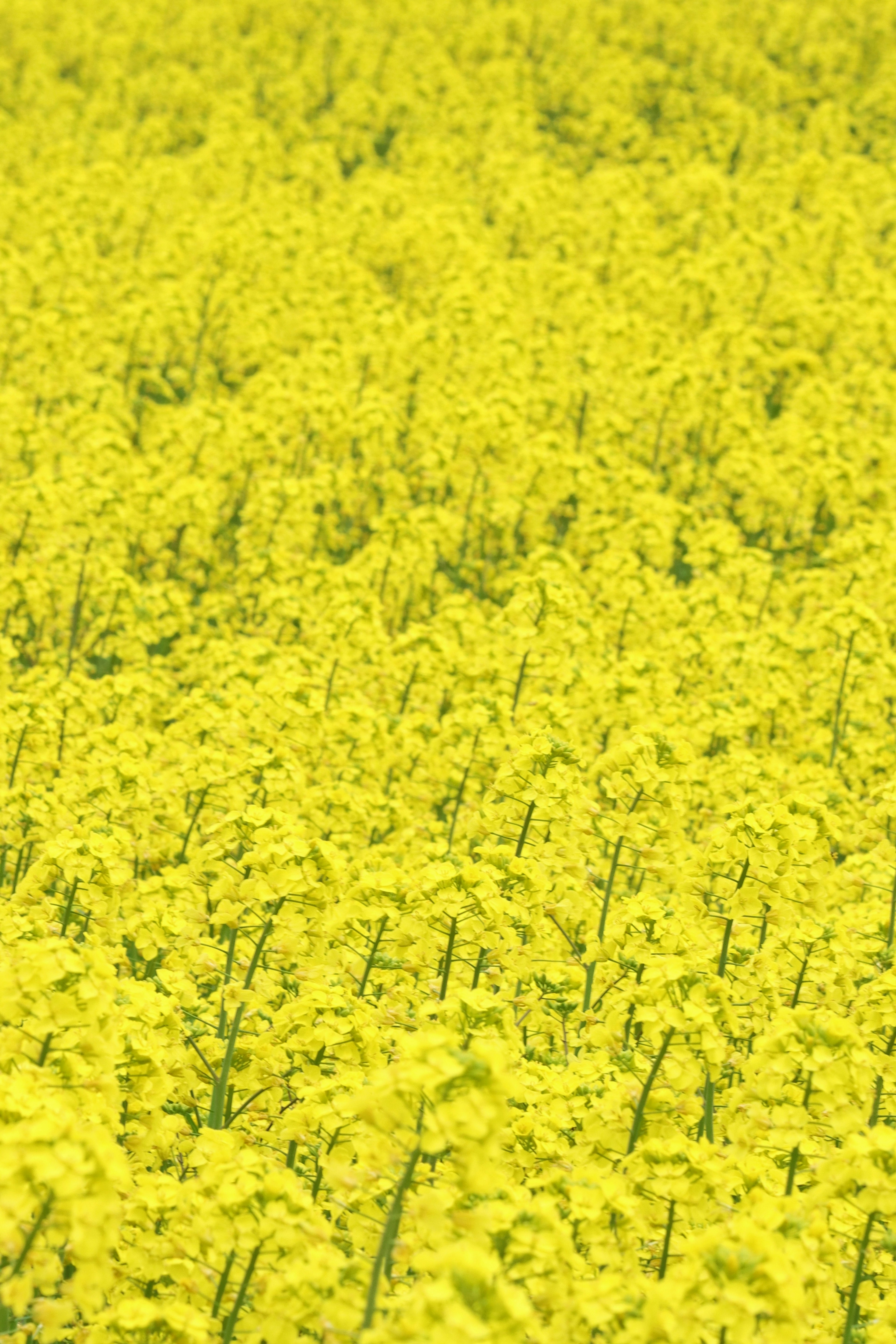 Vibrant field of yellow flowers creating a stunning landscape