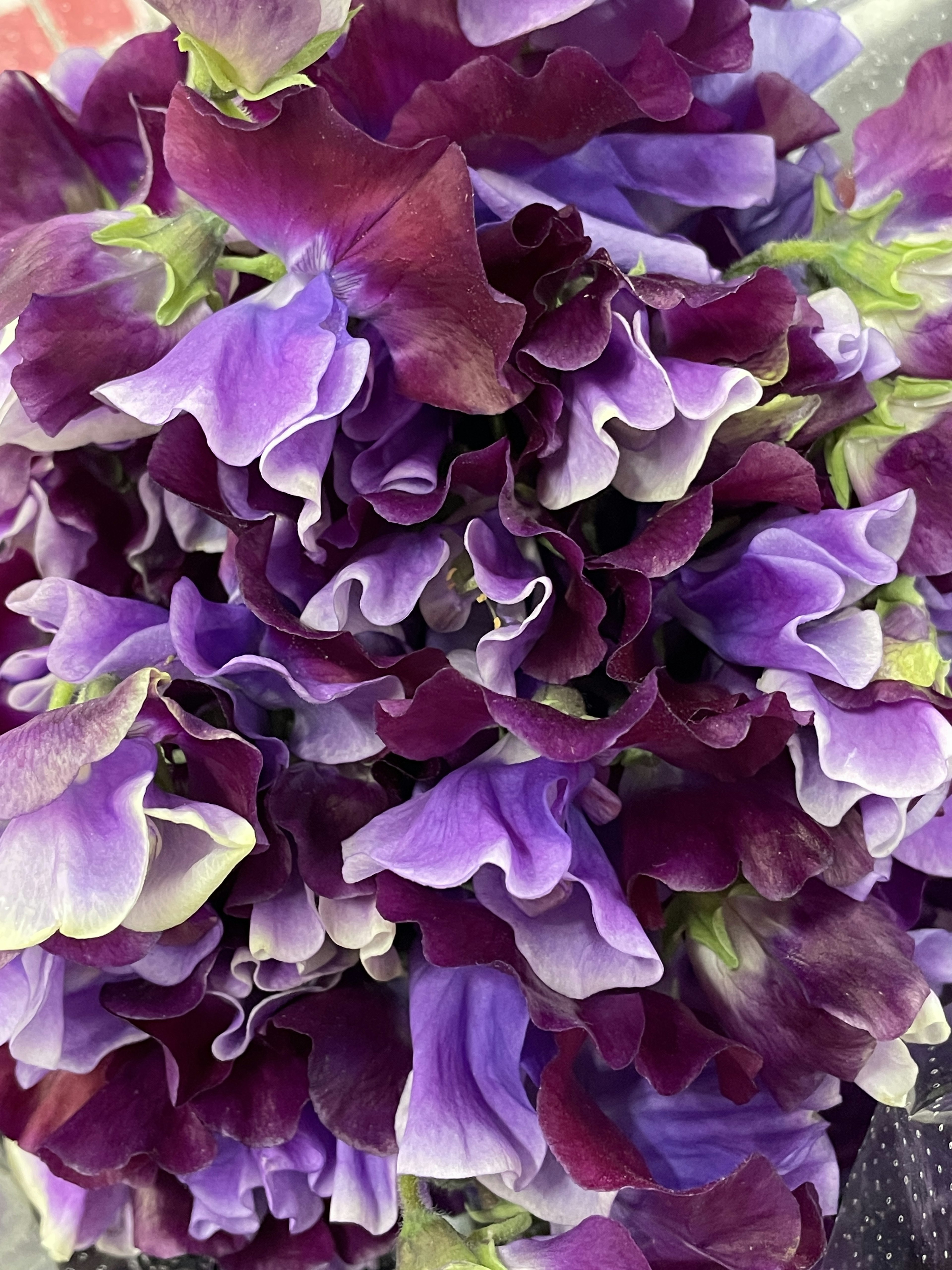 Un hermoso ramo de flores de guisante dulce moradas