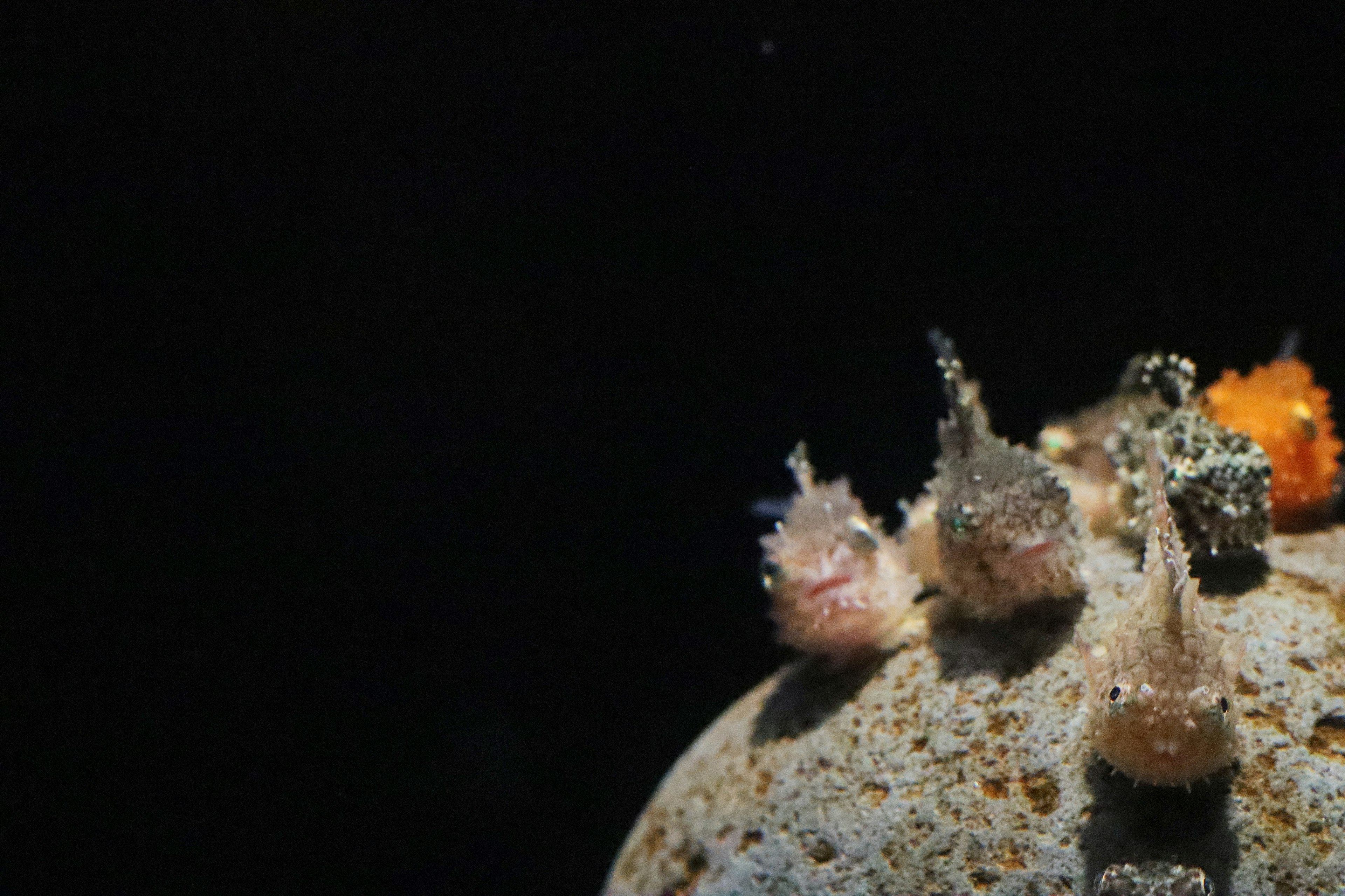 暗い背景に浮かぶ海洋生物のコロニー