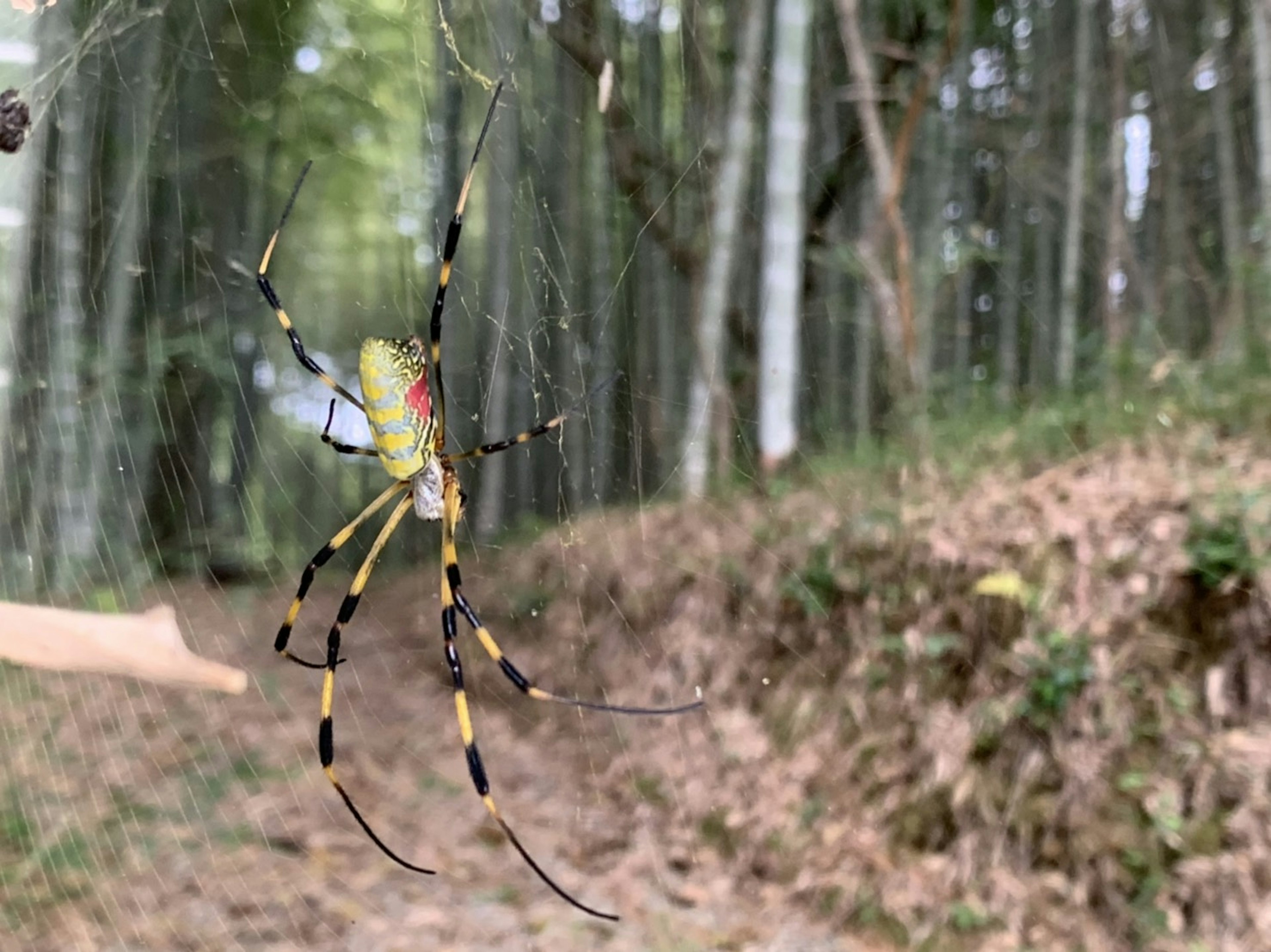 Une grande araignée jaune suspendue dans sa toile dans une forêt