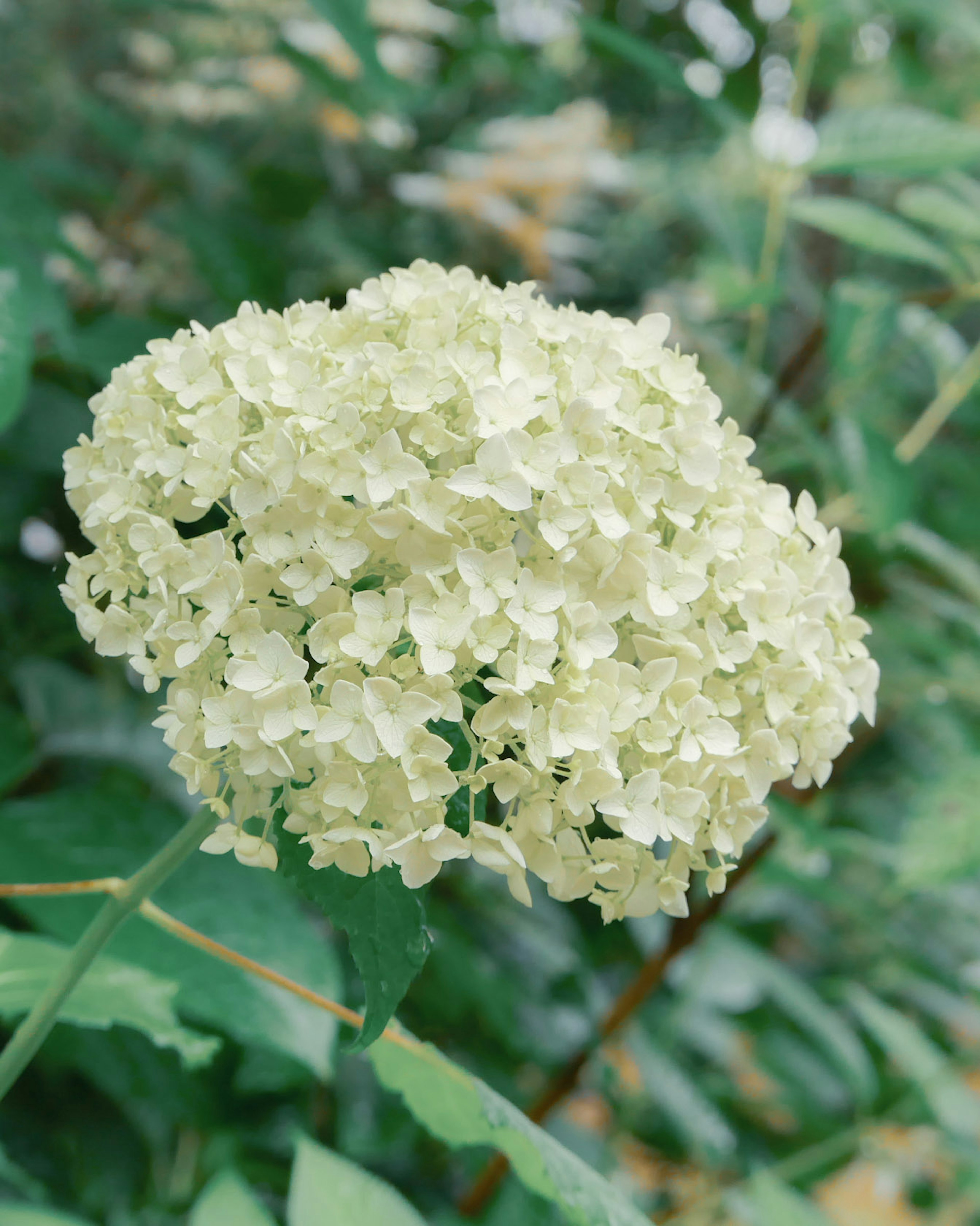 Nahaufnahme einer Pflanze mit einer Gruppe von weißen Blumen