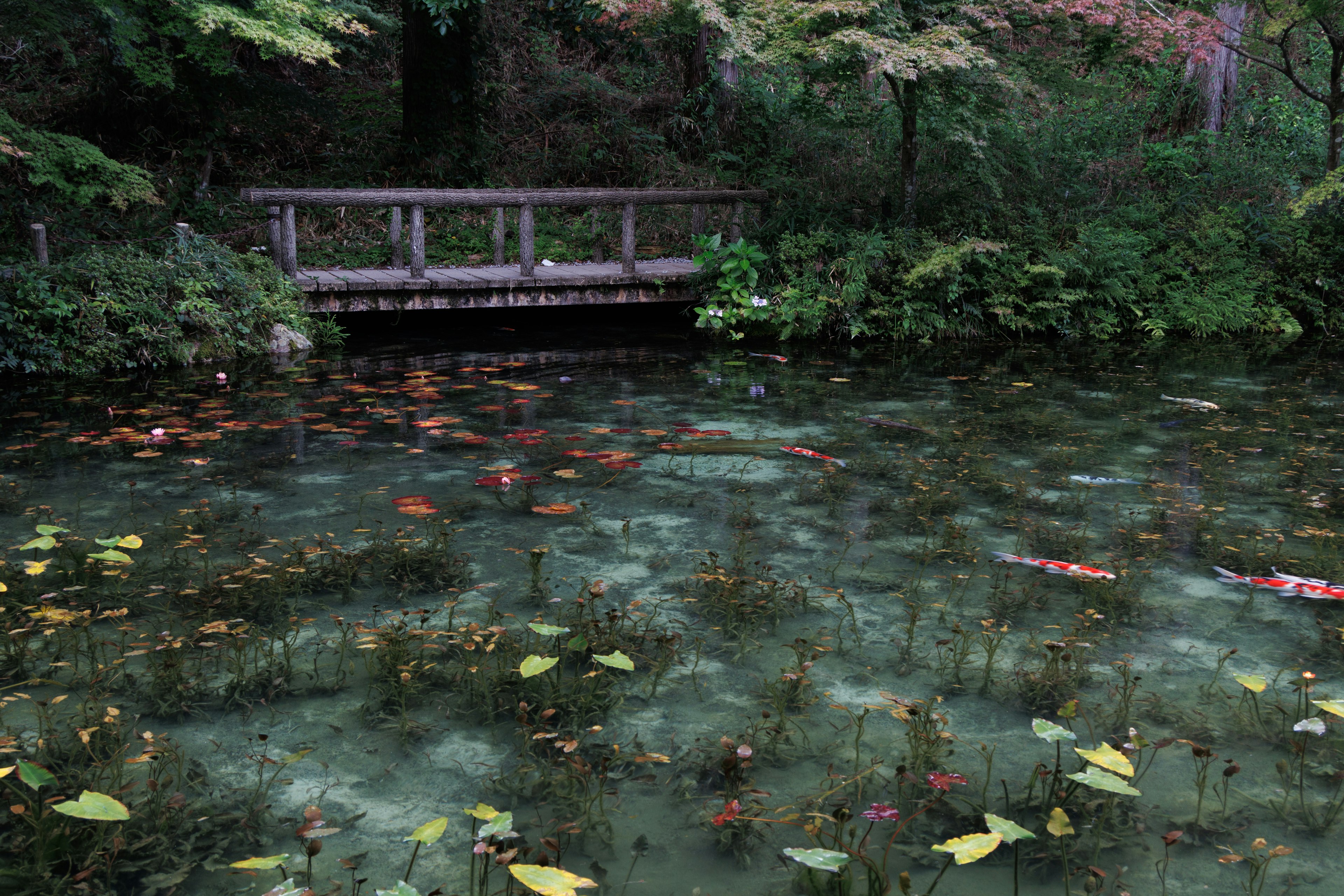 Serene pond surrounded by greenery with a wooden bridge