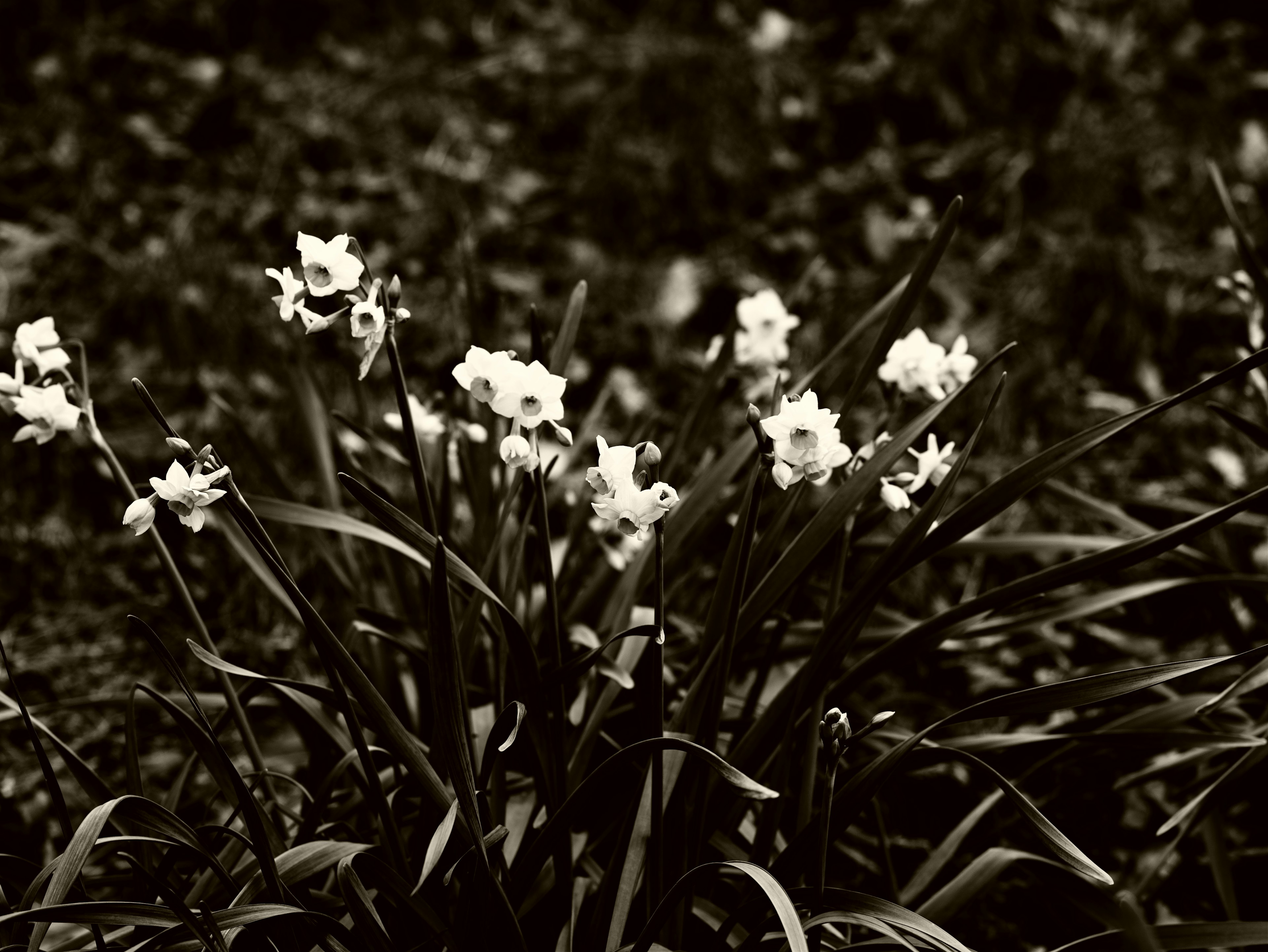 Photo en noir et blanc d'une plante avec des fleurs blanches et des feuilles vertes