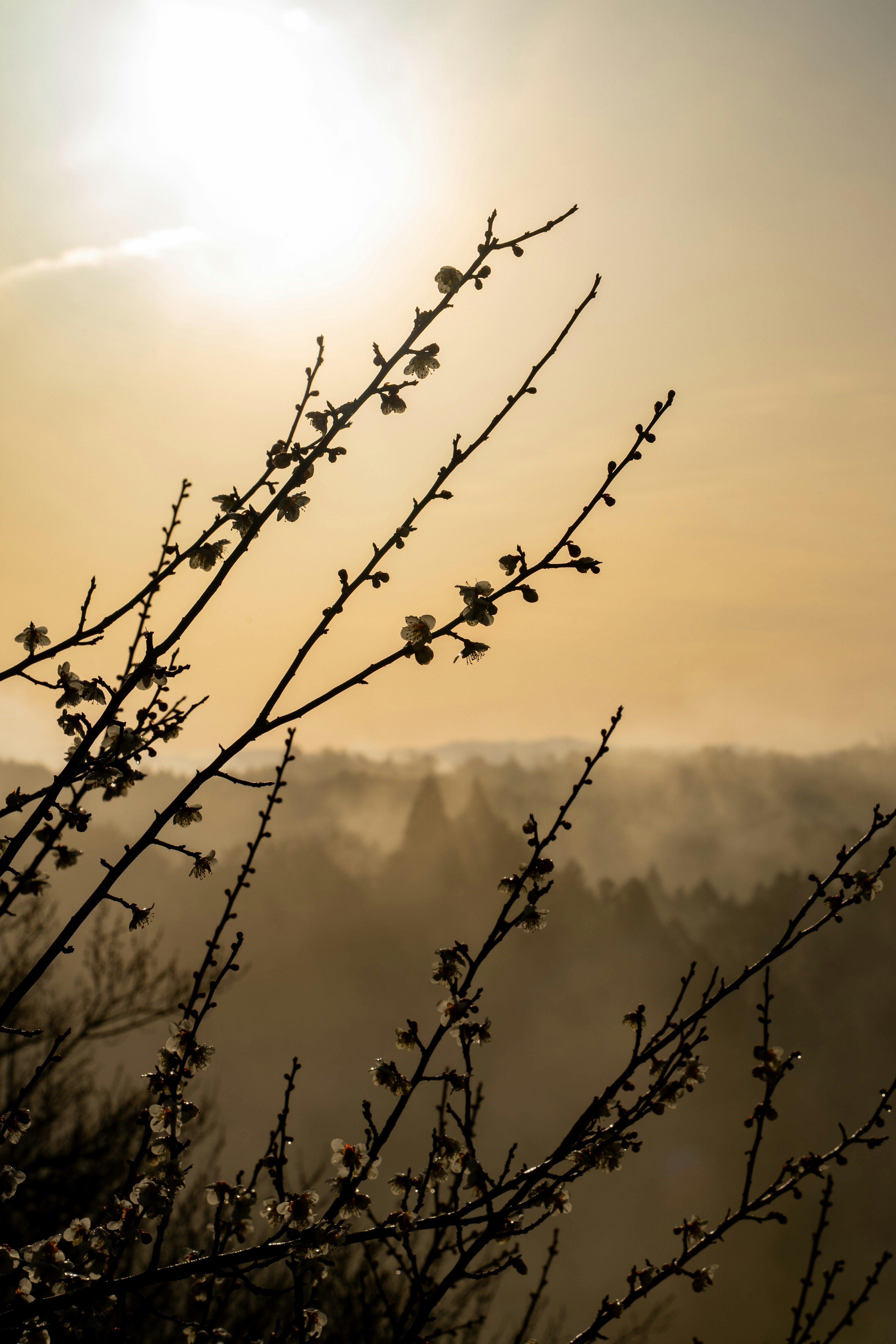 Silhouettierte Äste vor einem nebligen Hintergrund während des Sonnenuntergangs