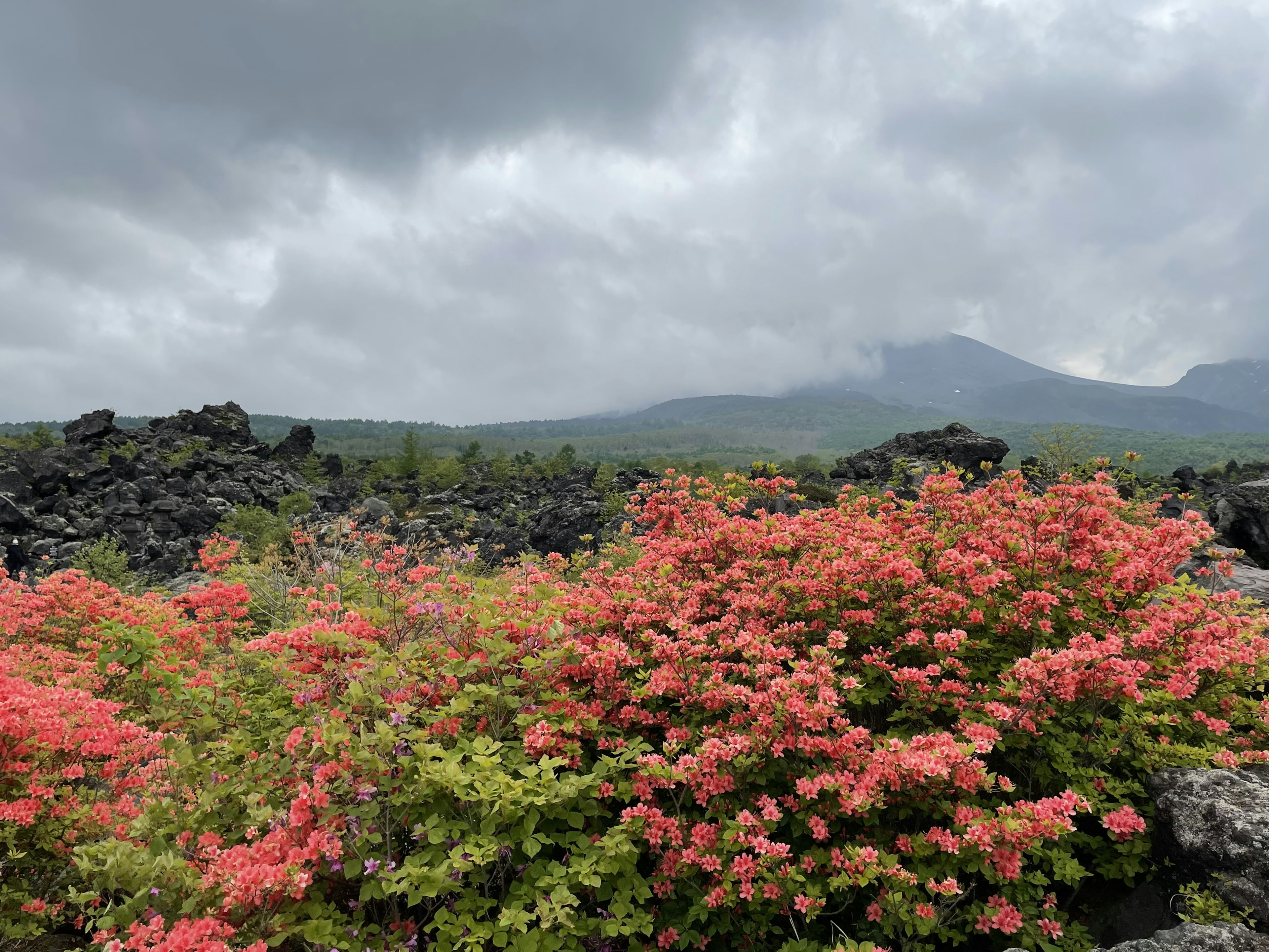 Paisaje con flores rosas vibrantes sobre rocas volcánicas