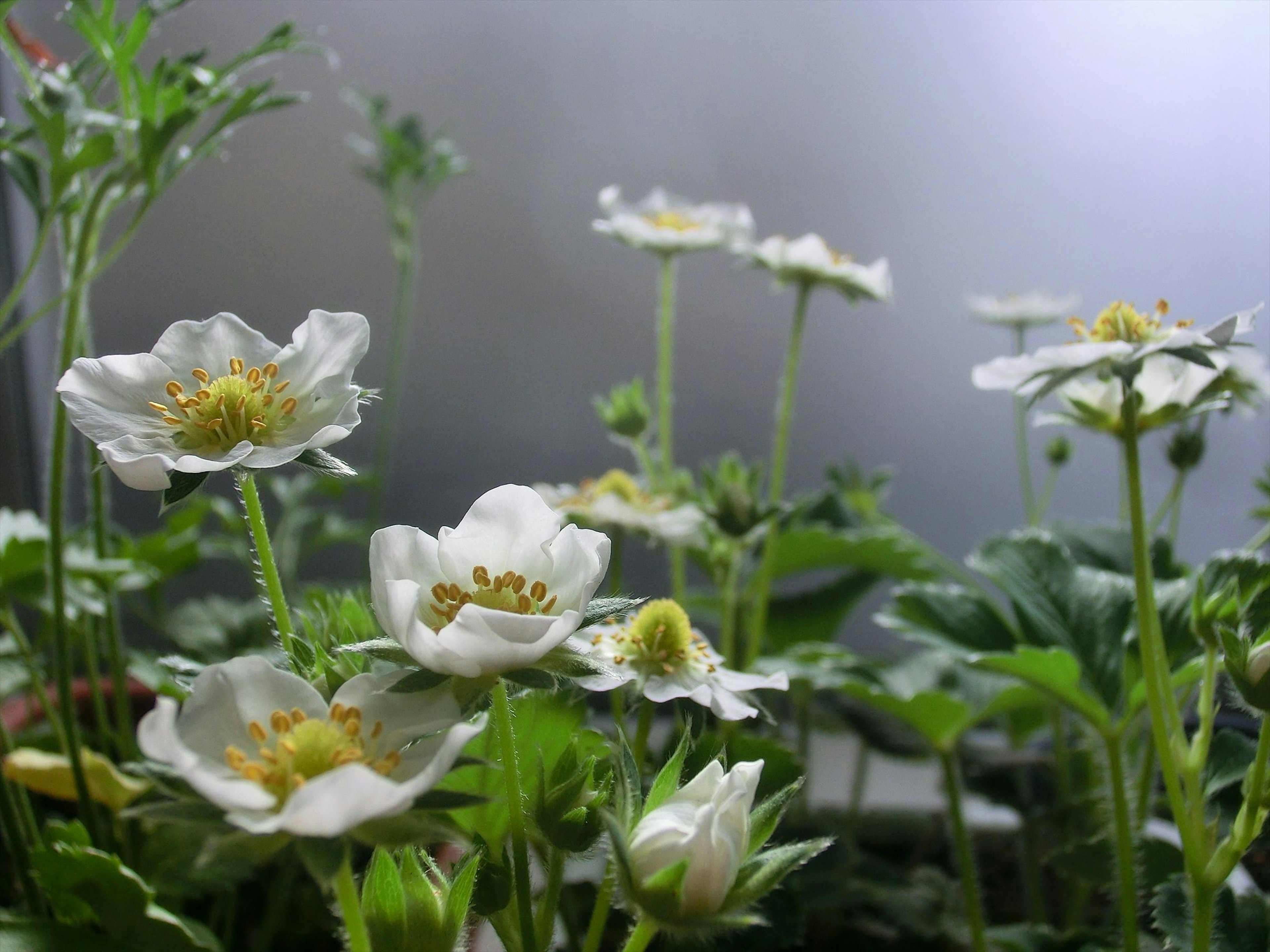 Close-up bunga putih dan daun hijau subur di taman