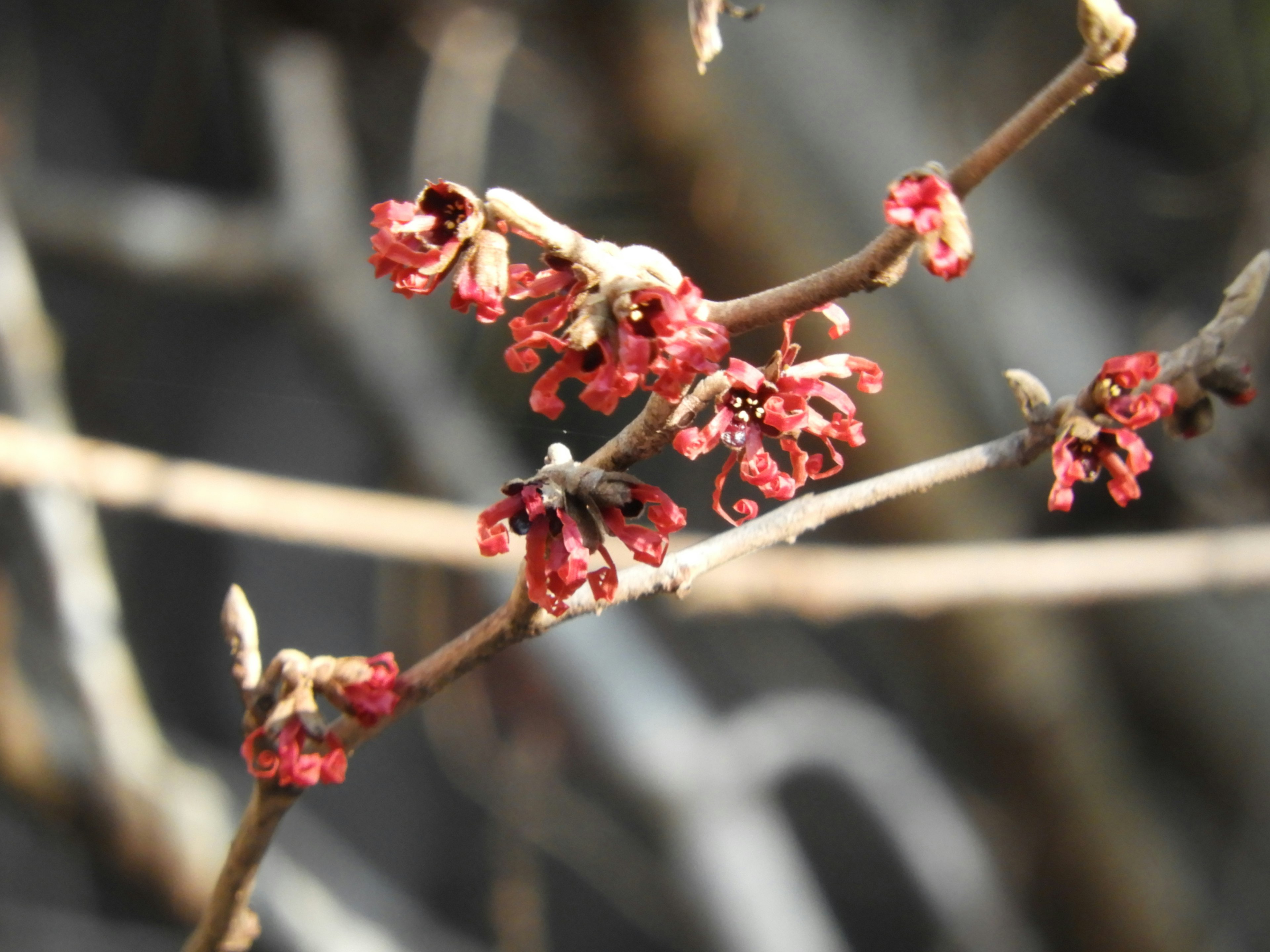 Close-up of branches with small red flowers