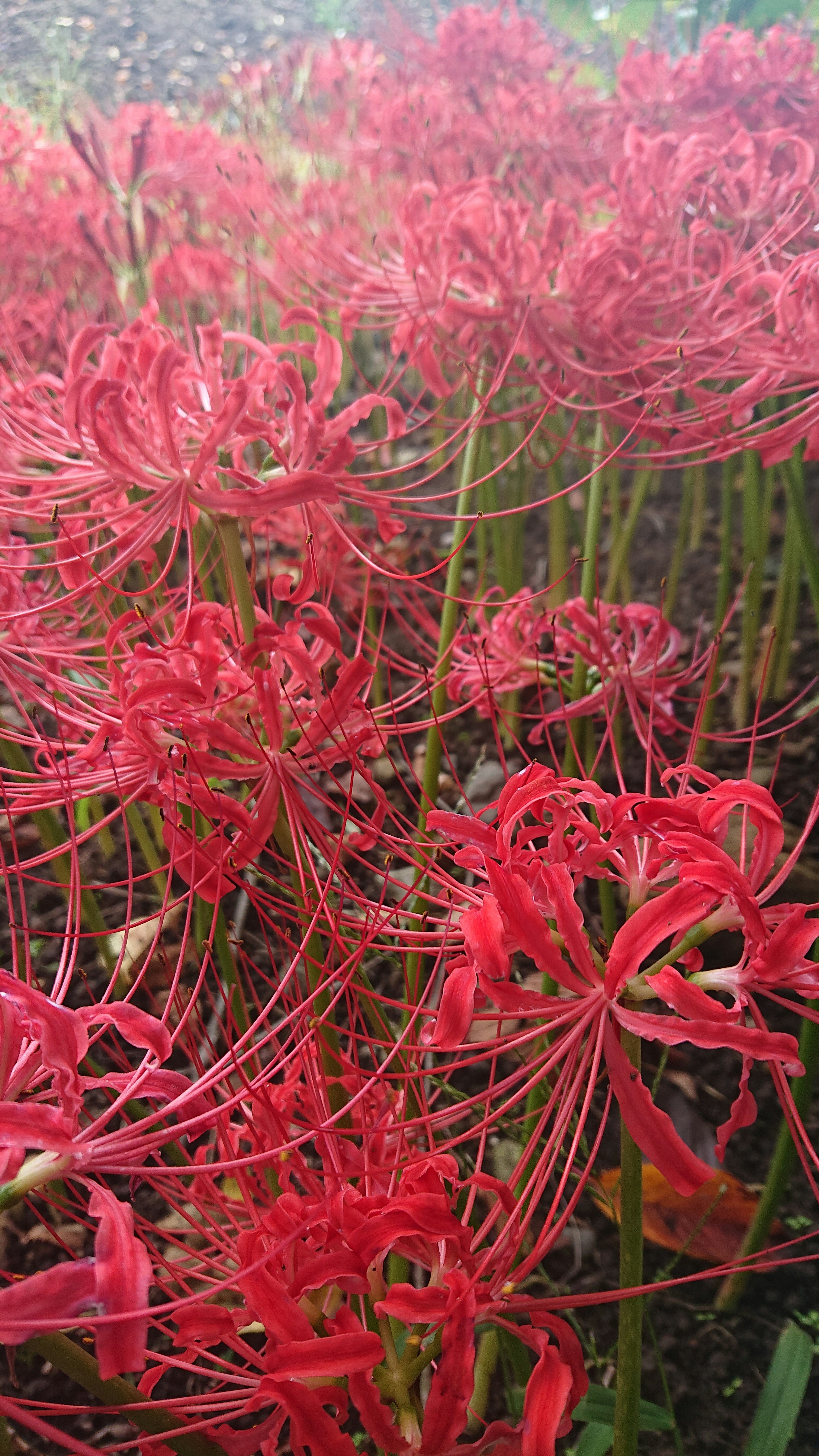 Lebendige Ansammlung roter Spinnenlilien in voller Blüte