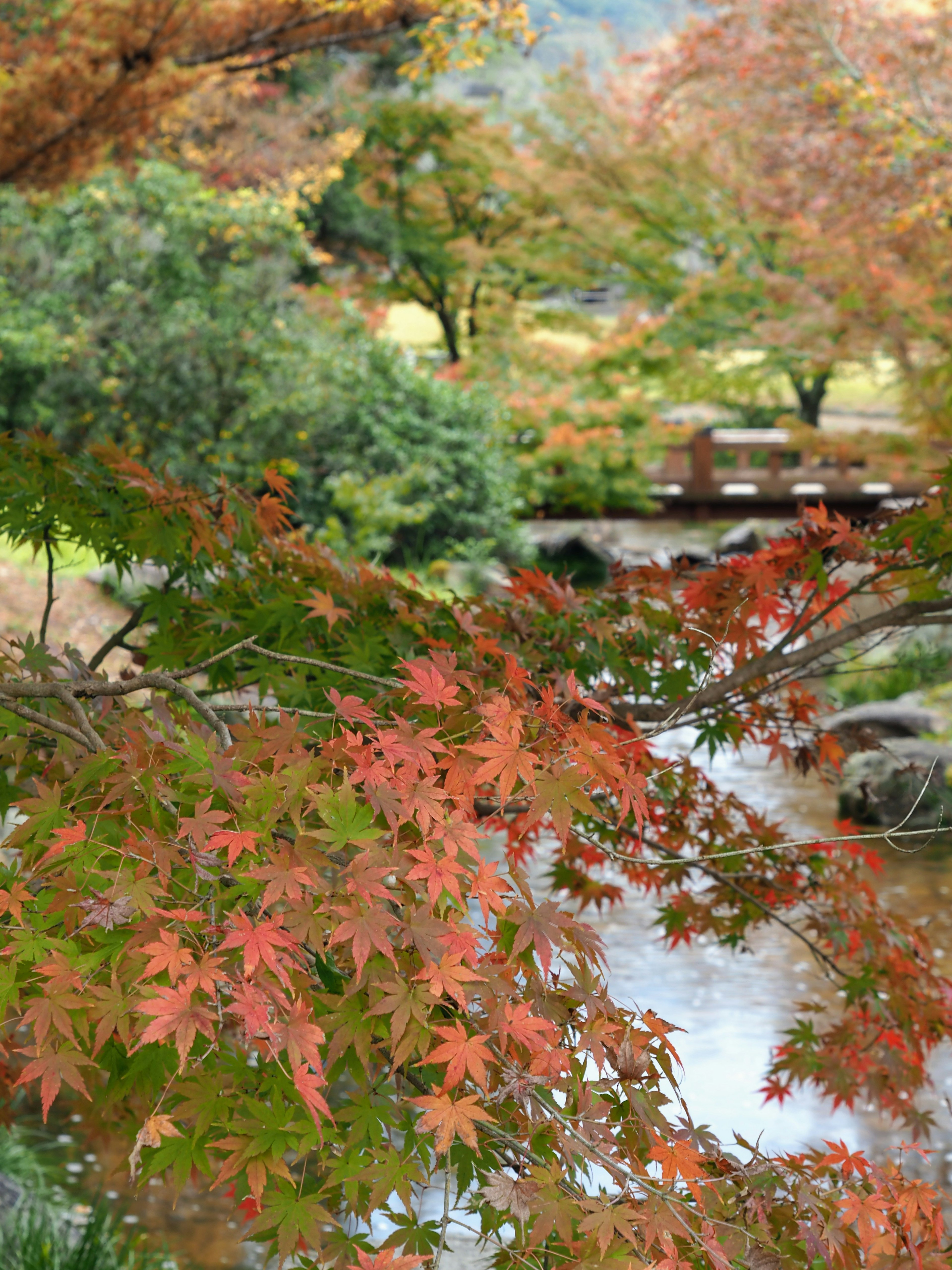 秋天的紅葉景觀與流動的河流