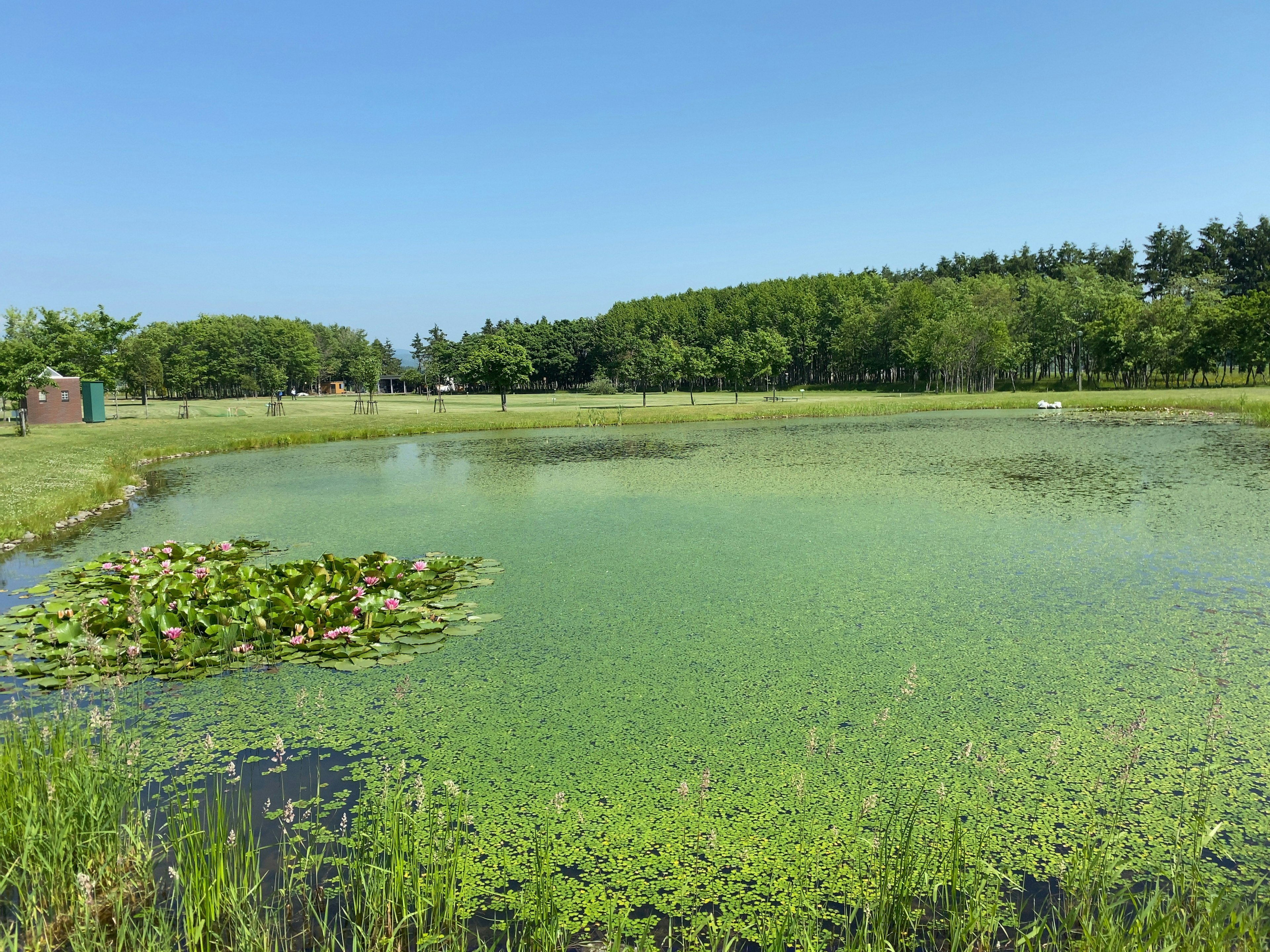 緑の水草が浮かぶ池と青空の風景