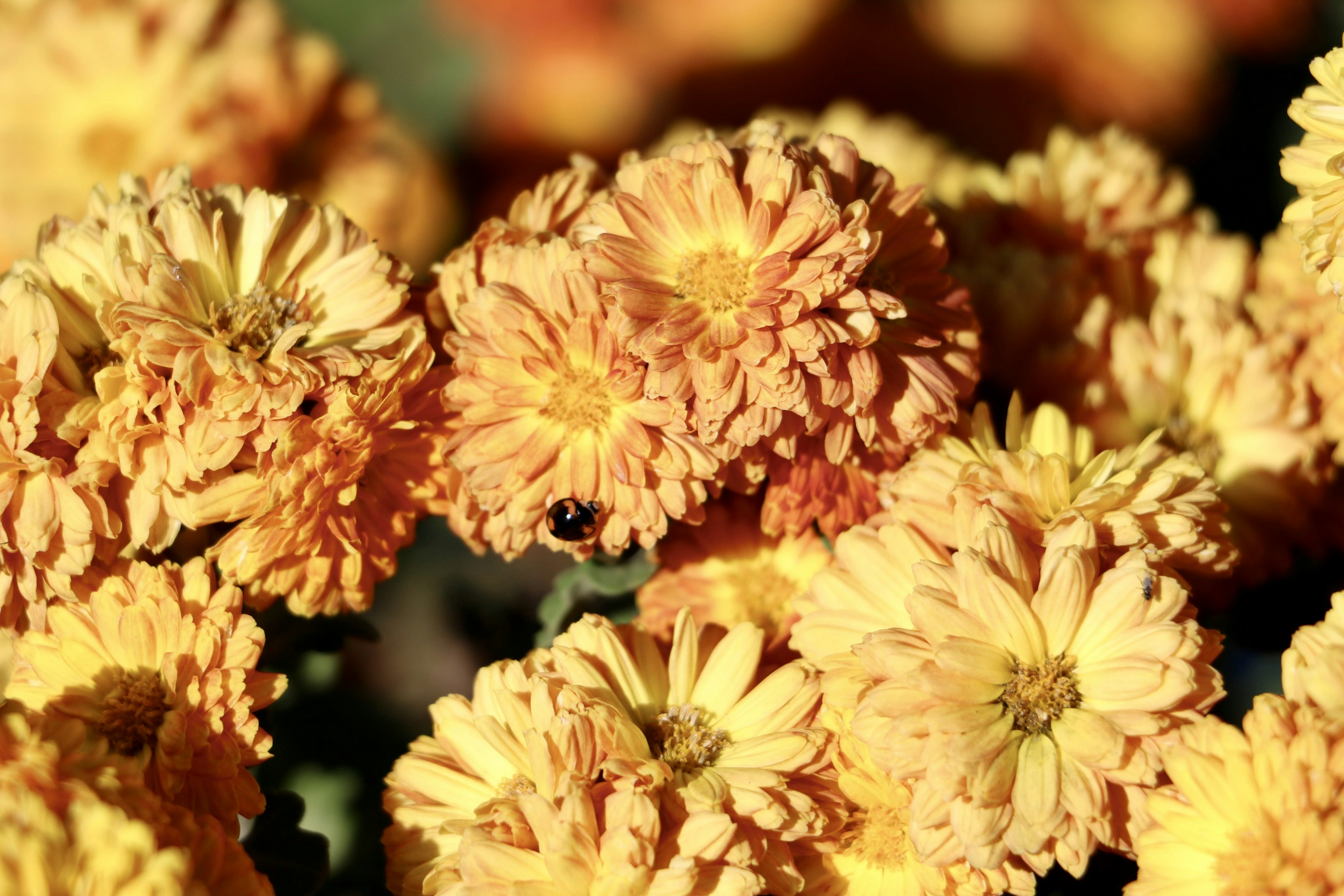 Acercamiento de flores naranjas vibrantes