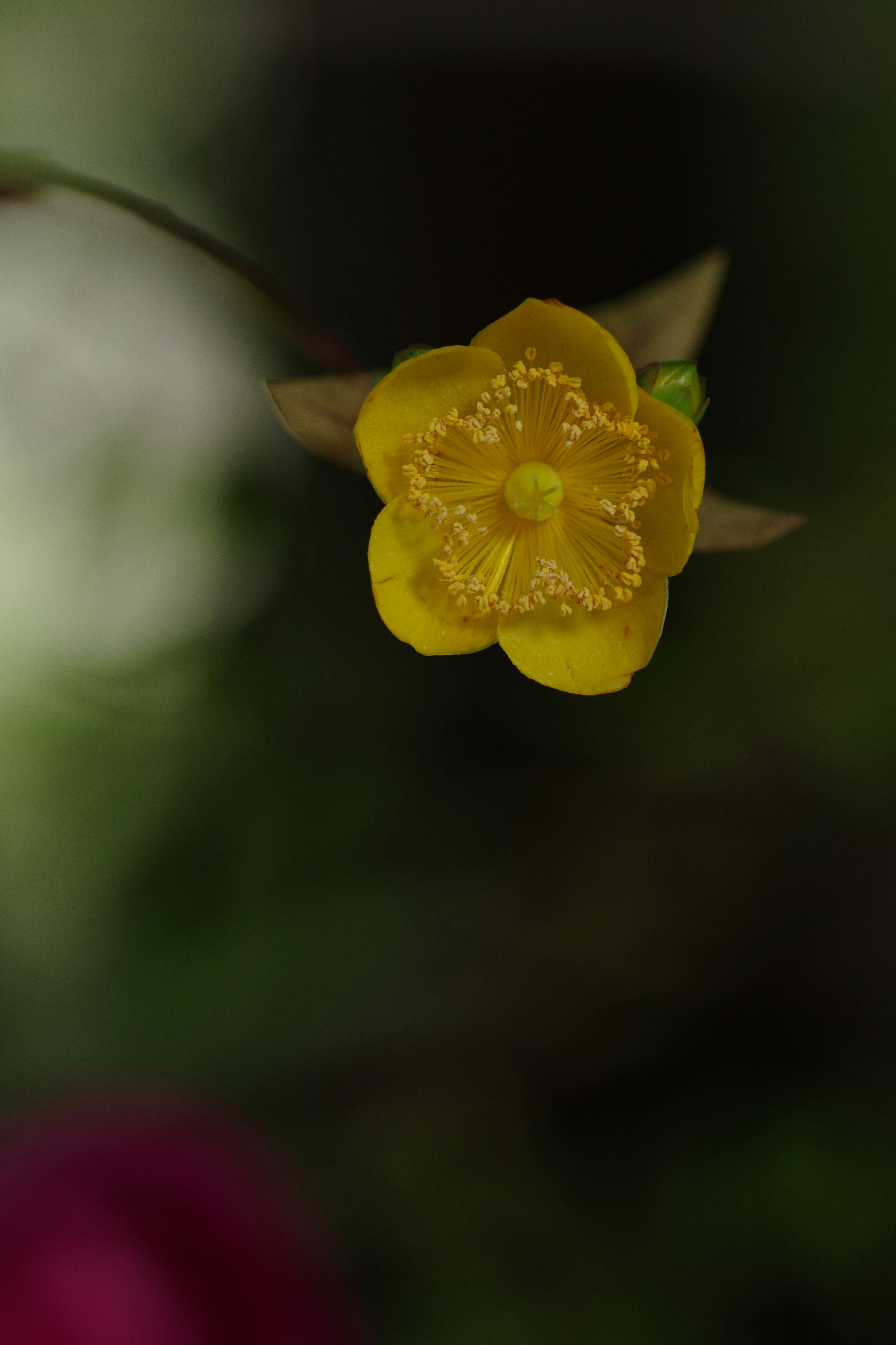 Gros plan d'une fleur jaune sur fond sombre