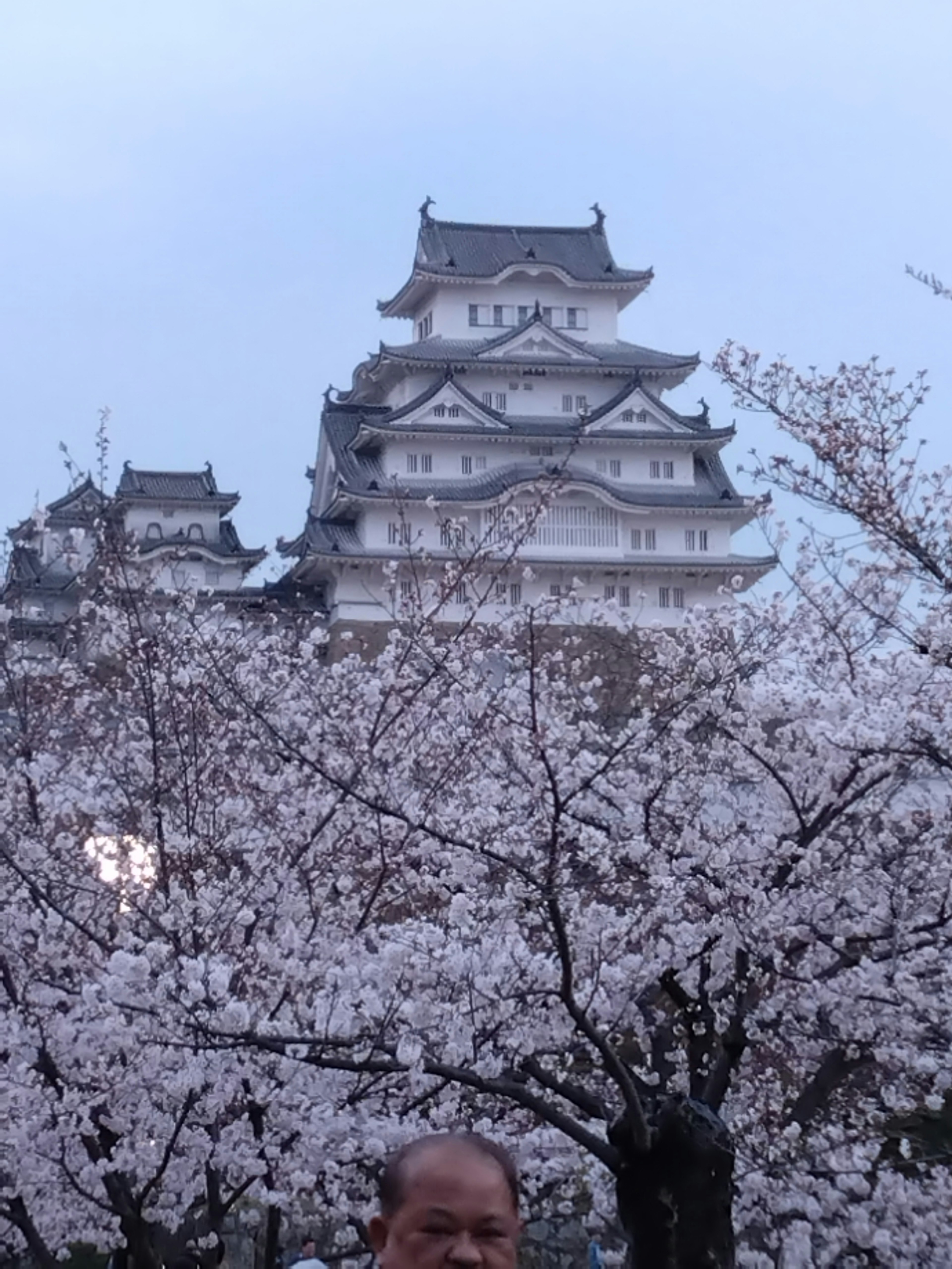 Bella vista del castello di Himeji circondato da alberi di ciliegio in fiore