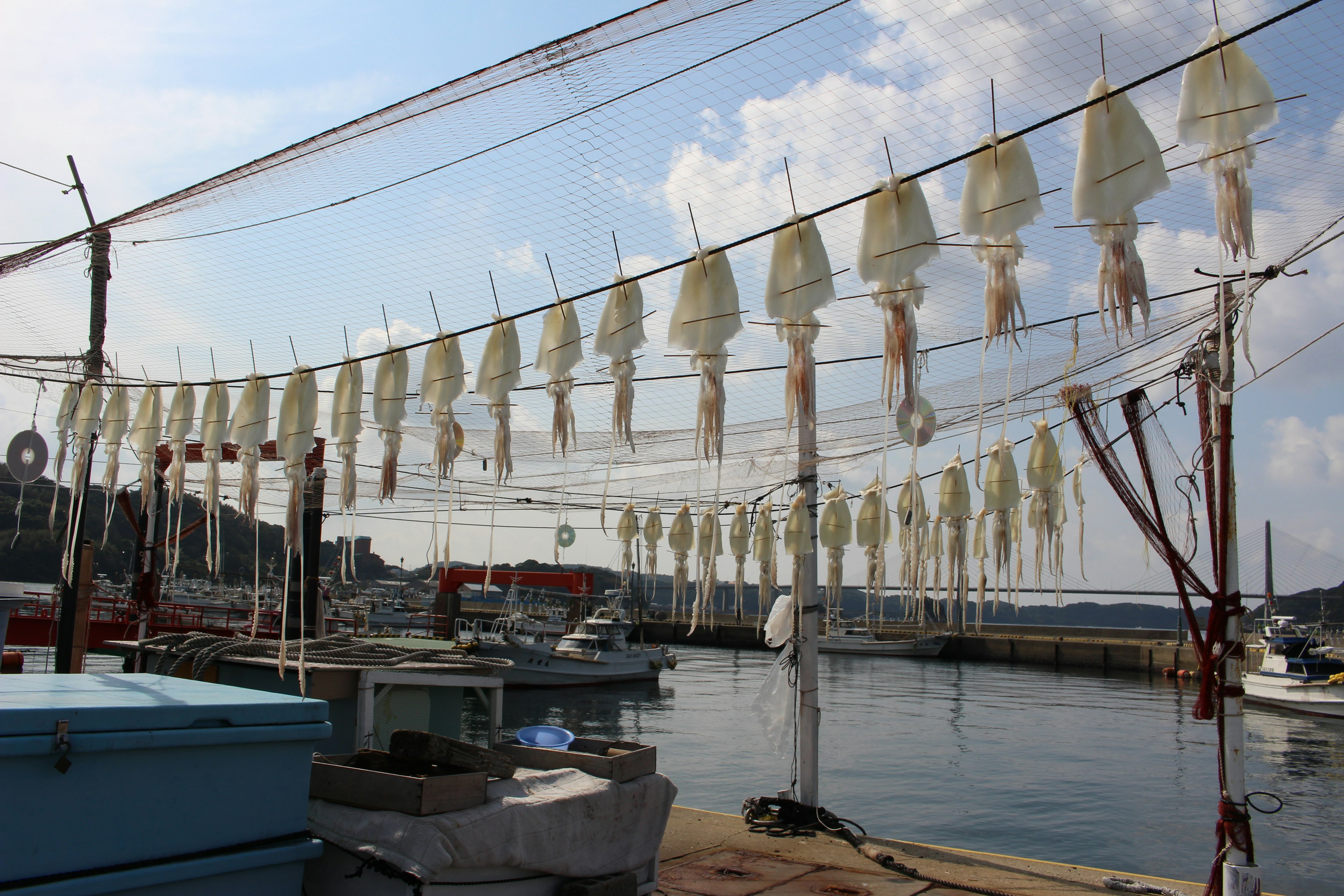 Fila di calamari essiccati appesi al porto