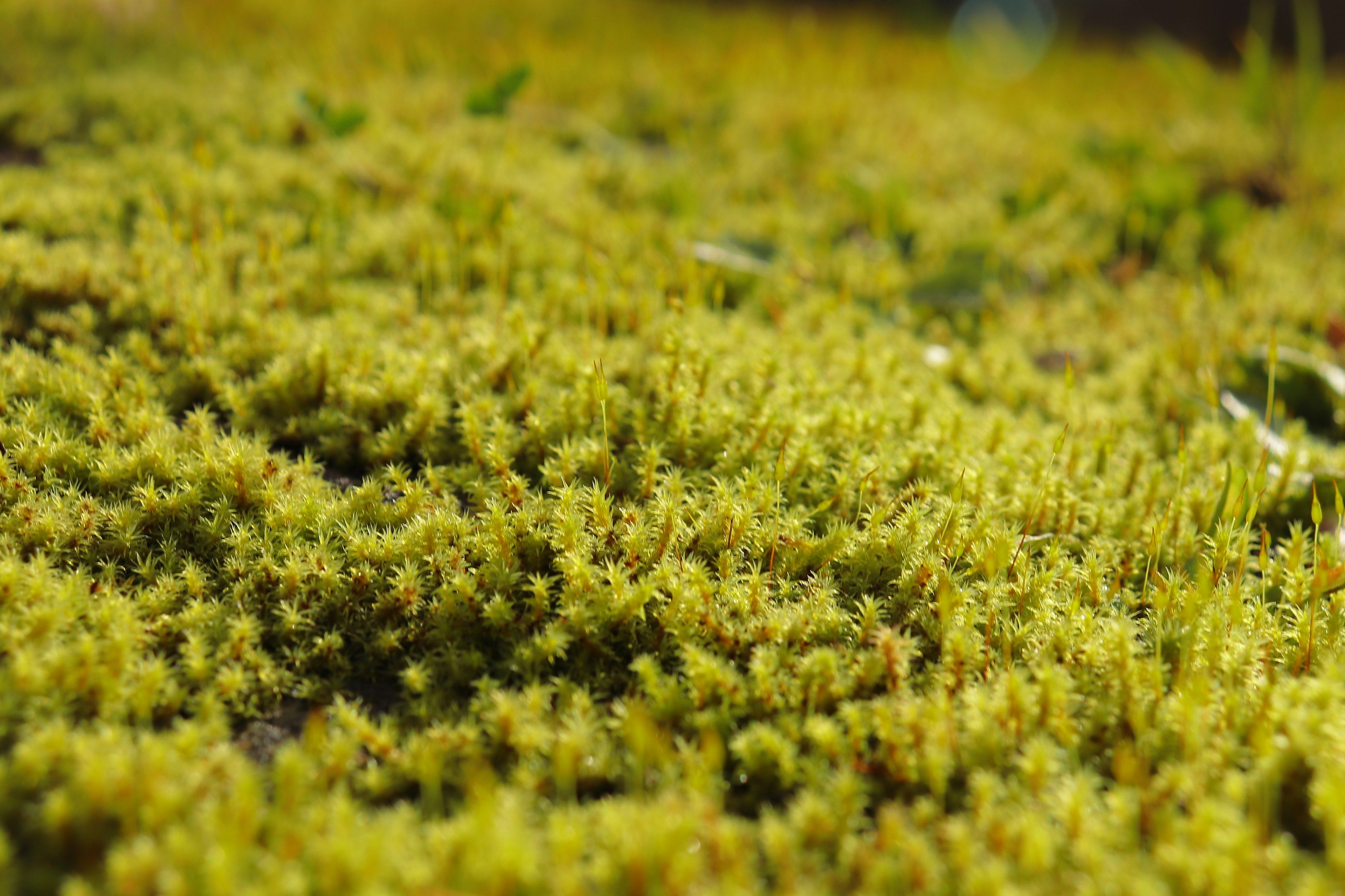 緑色の苔が生い茂る地面のクローズアップ