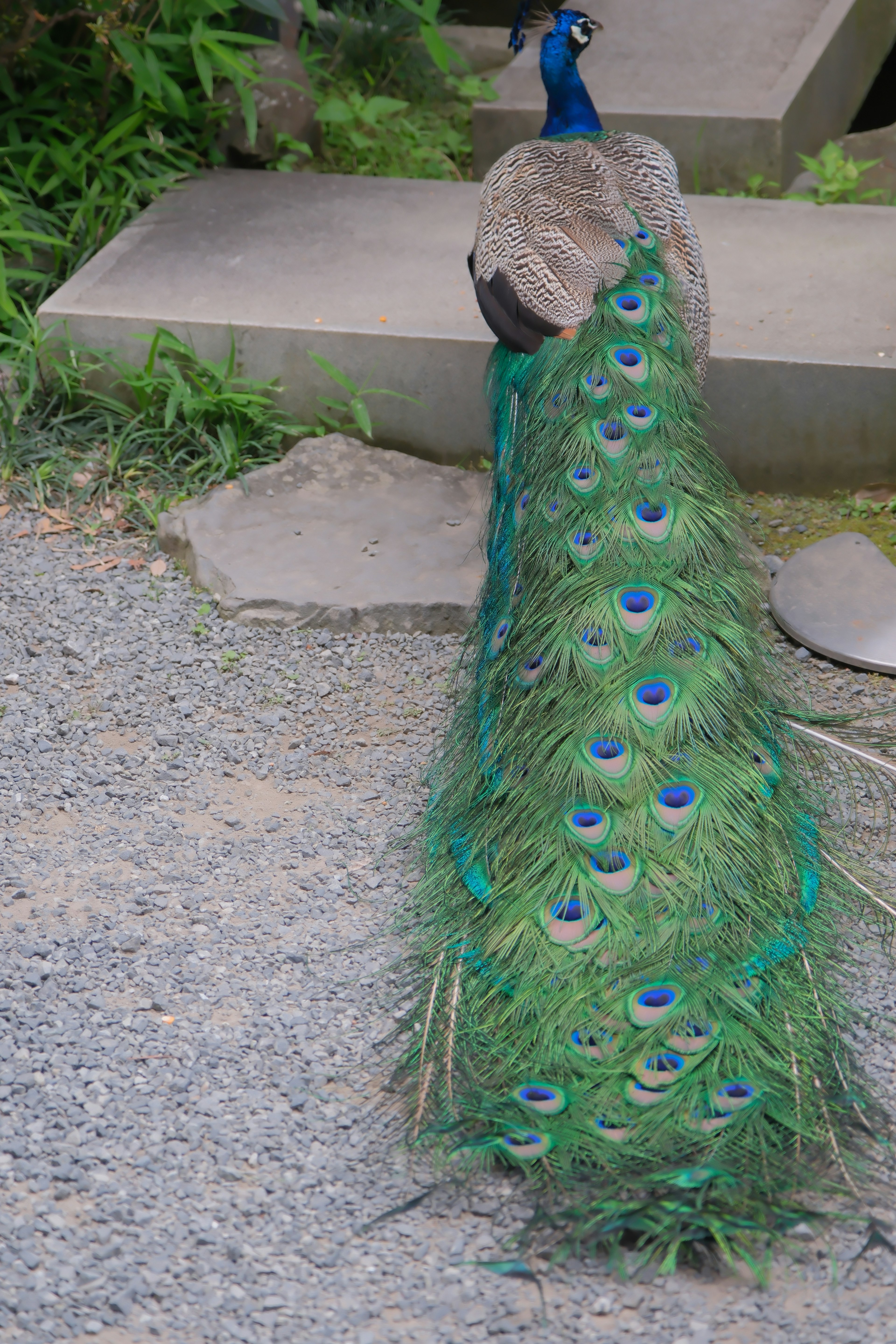 A beautiful peacock displaying its green tail feathers