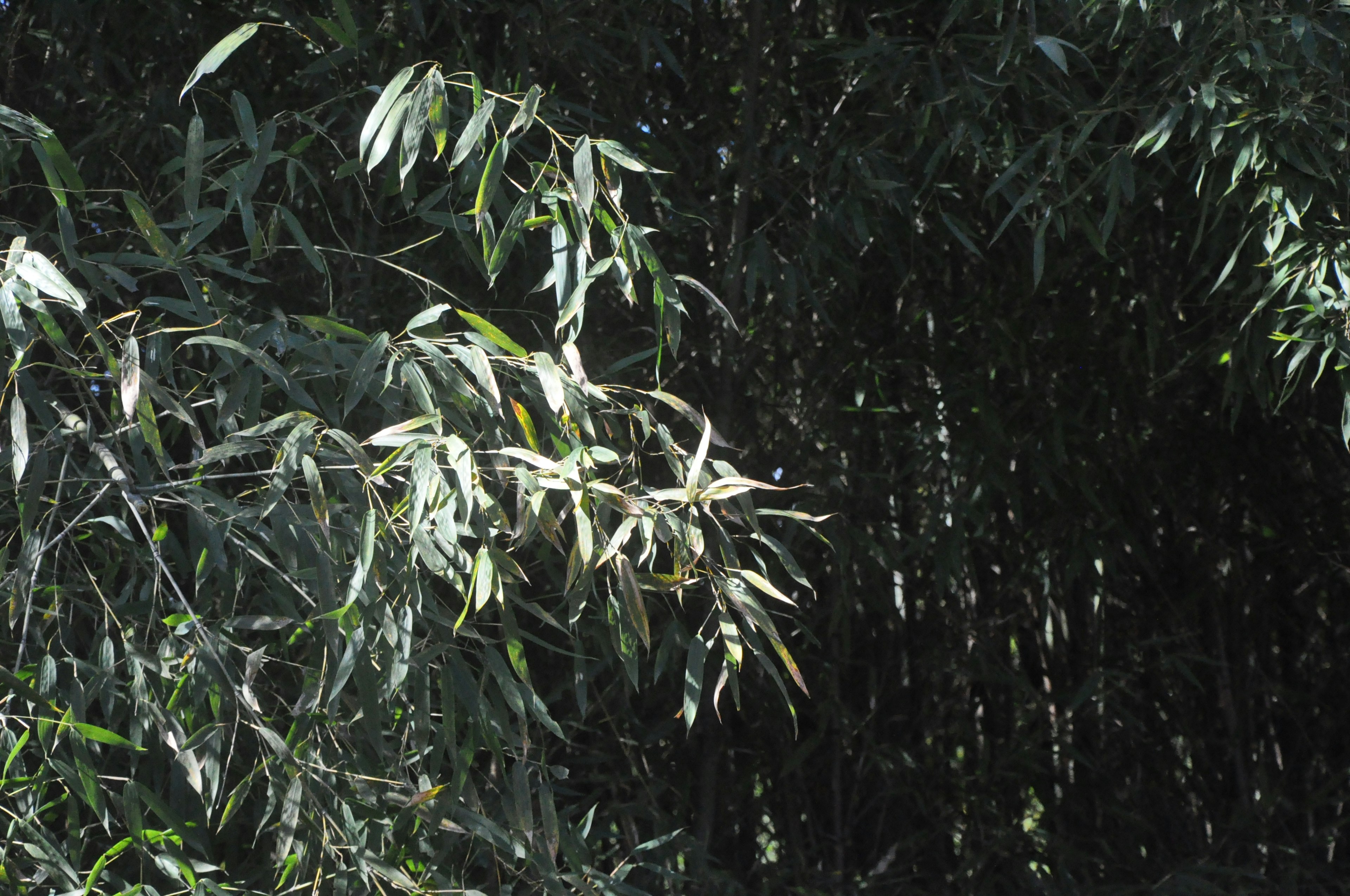 Foglie di bambù che ondeggiano nel vento