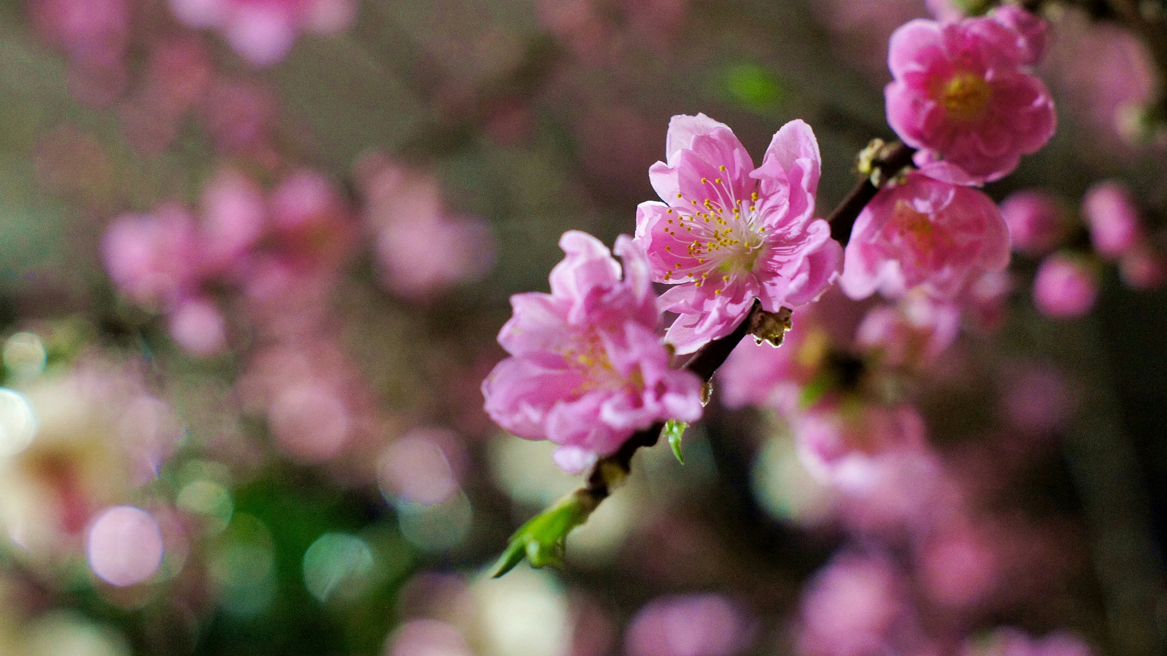 桜の花が咲いている枝のクローズアップ