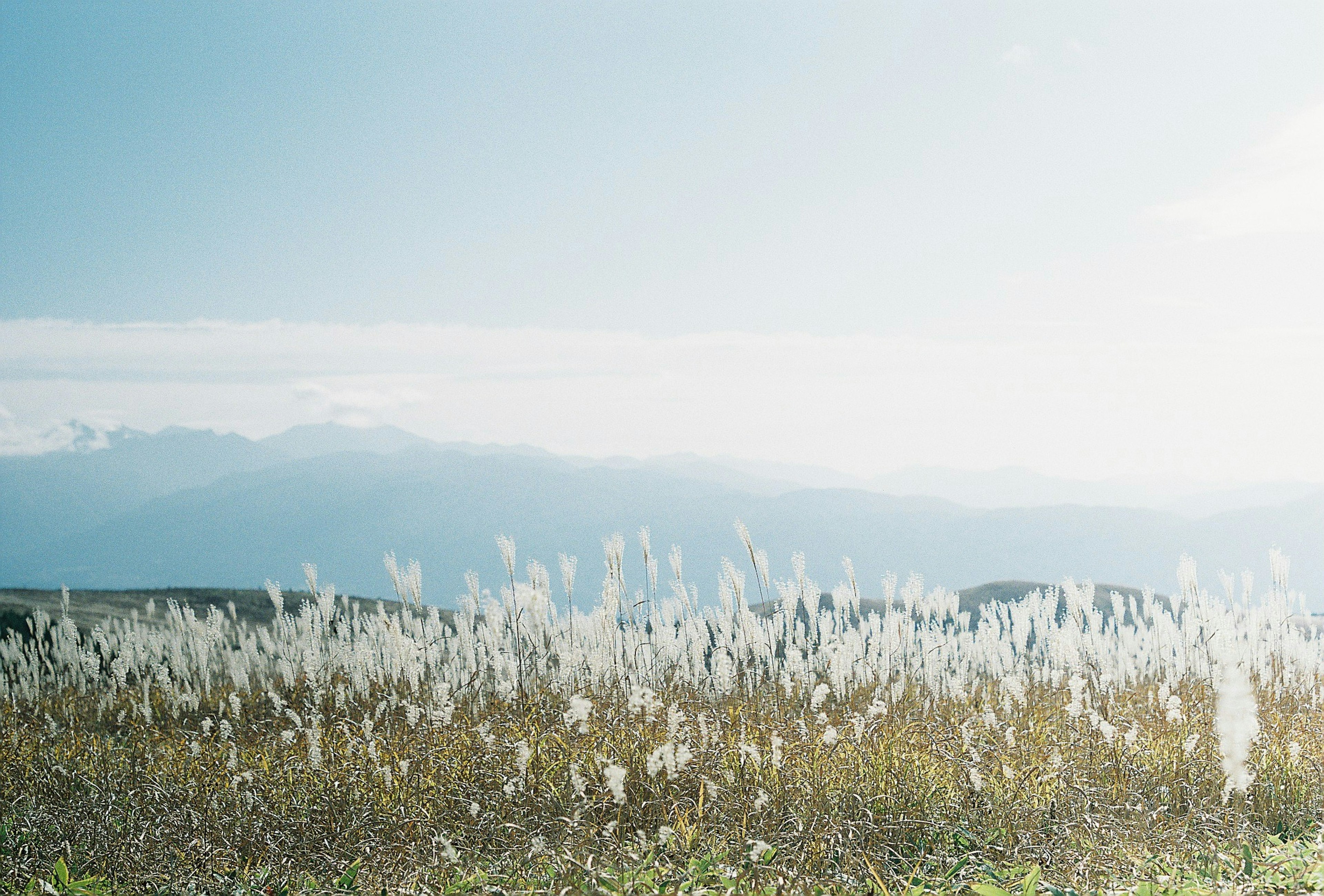 Ein Feld mit weißem Gras, das in der sanften Brise unter einem blauen Himmel weht