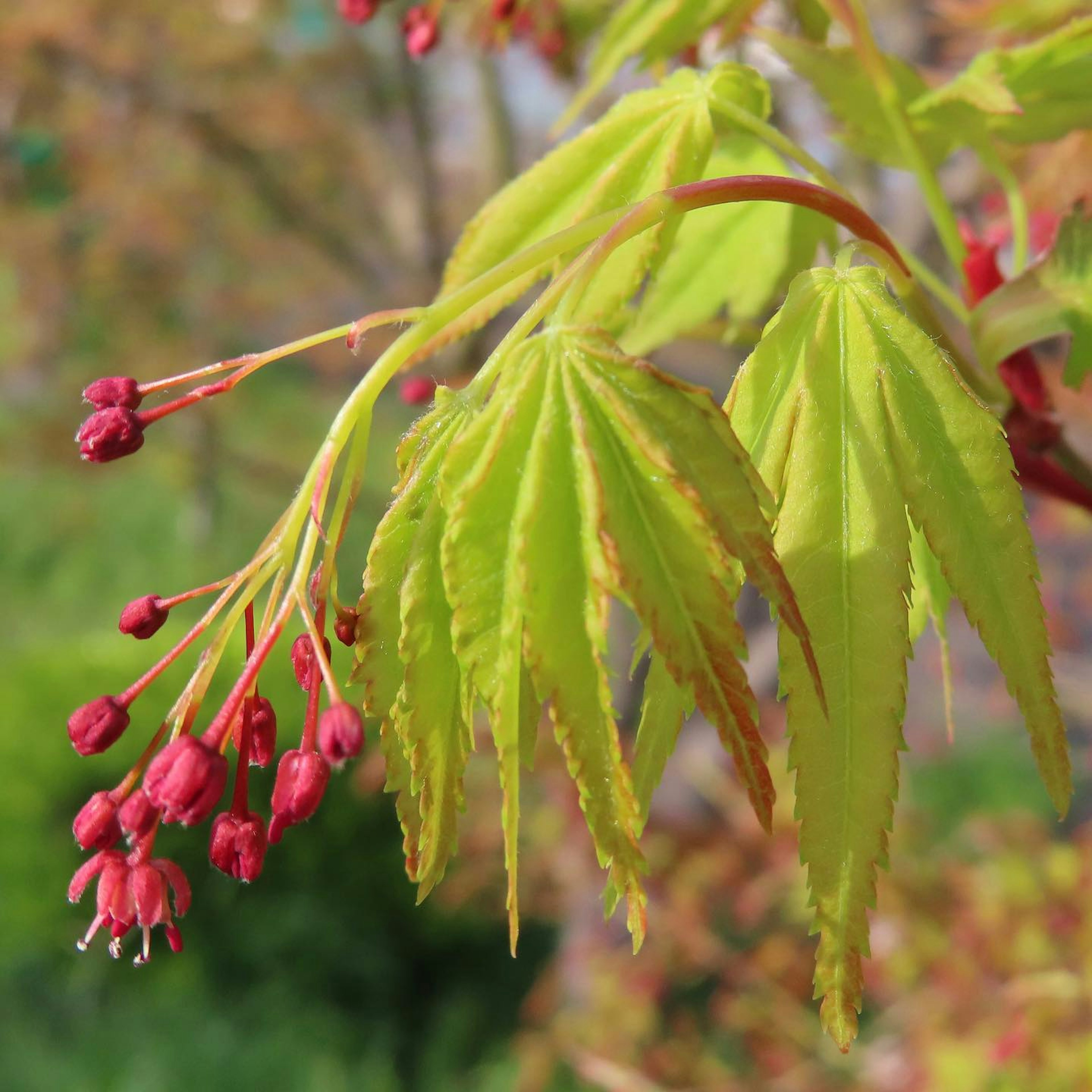 Cabang maple dengan daun hijau cerah dan tunas bunga merah