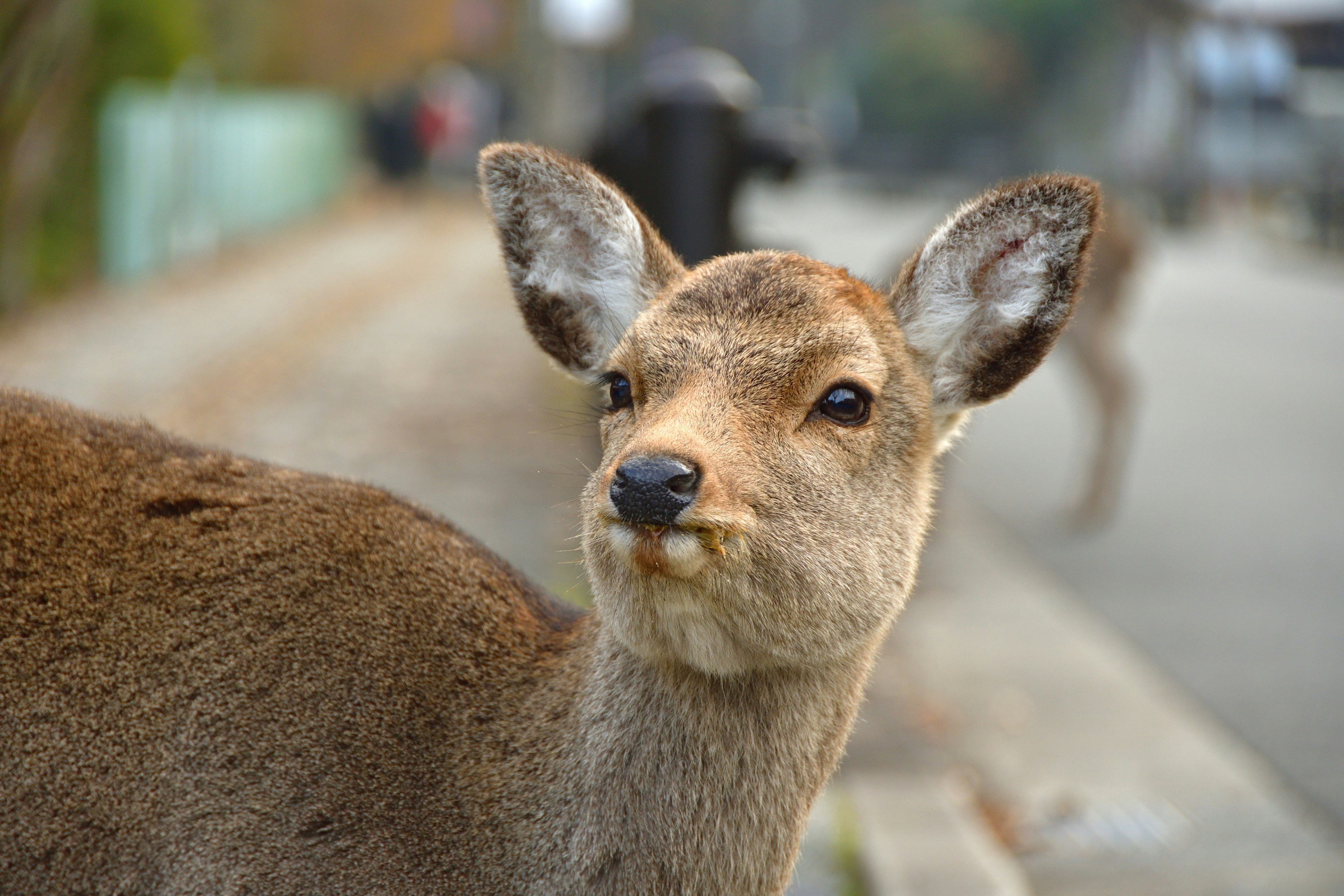 Un jeune cerf se tenant au bord de la route