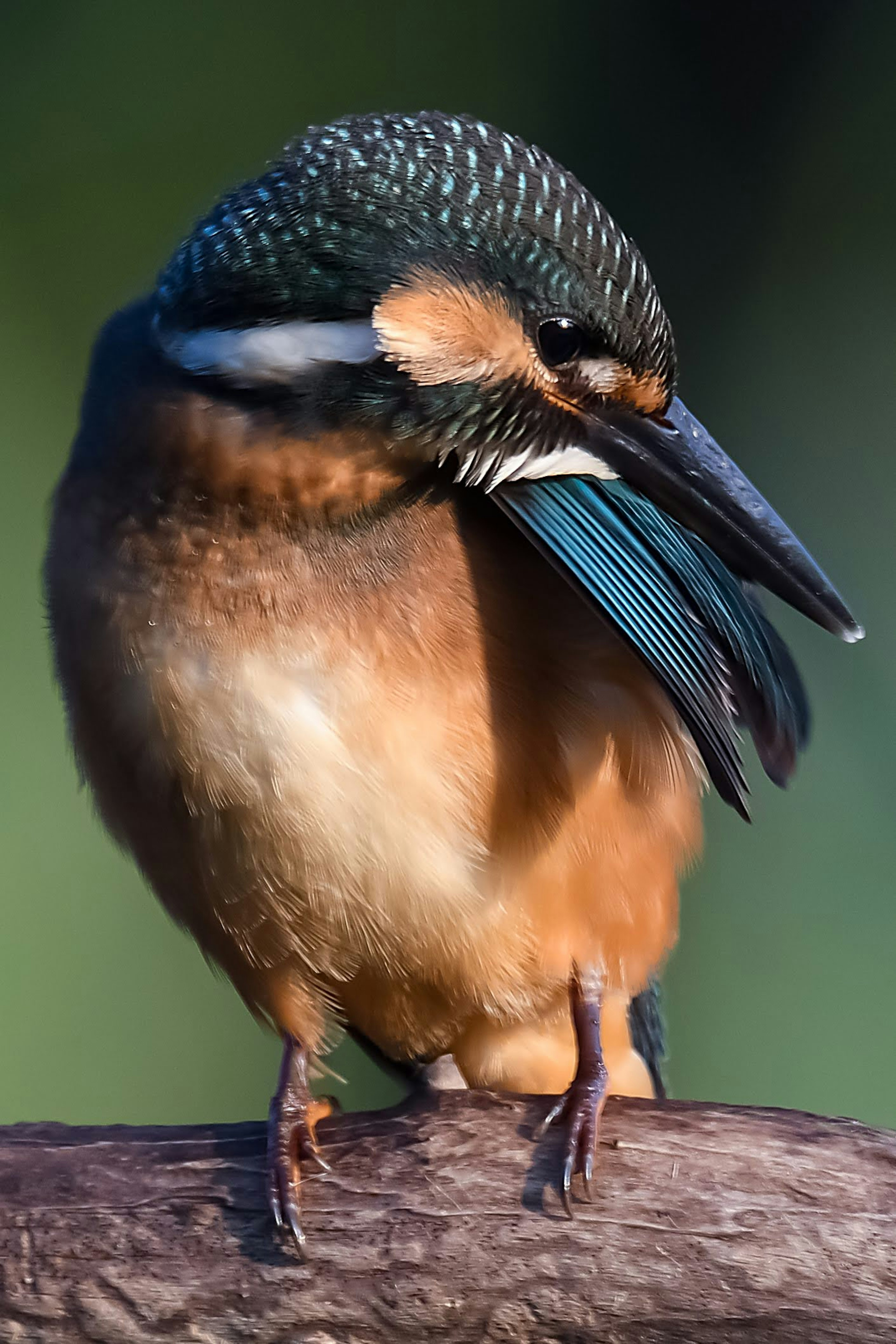 Ein schöner Eisvogel, der auf einem Ast sitzt